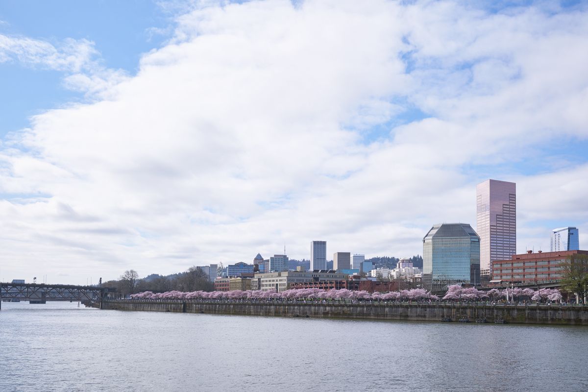A serene spring morning along the Willamette River captures Portland's downtown skyline rising beyond Tom McCall Waterfront Park's blooming cherry trees. The delicate pink blossoms create a soft foreground ribbon against the steel and glass towers, while puffy white clouds drift across a powder blue sky. The tranquil river surface mirrors the city's architectural diversity, from the prominent US Bancorp Tower to the historic brick buildings nestled among modern high-rises.