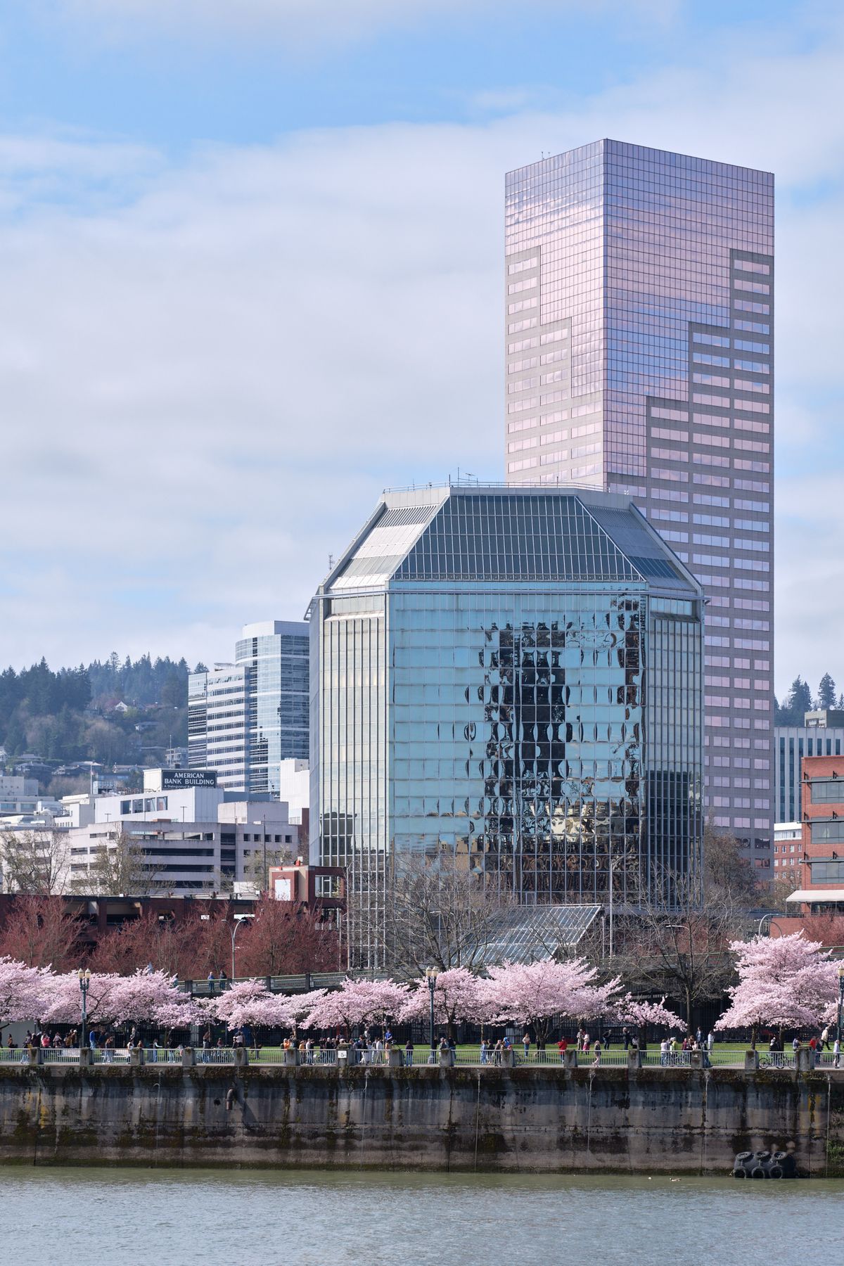 A cascade of pale pink cherry blossoms creates an ethereal foreground along the Willamette River, framing Portland's gleaming downtown towers in soft spring light. The iconic glass facades of the city's skyscrapers reflect the overcast Pacific Northwest sky, while visitors stroll beneath the blooming canopy at Tom McCall Waterfront Park. The juxtaposition of delicate seasonal beauty against the stark geometry of modern architecture captures the essence of Portland's urban-nature harmony.