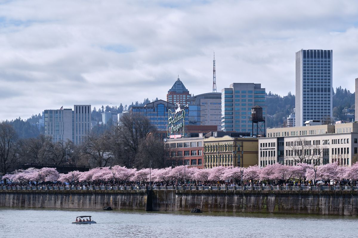 A delicate ribbon of pink cherry blossoms creates a stunning foreground along the Willamette River waterfront, contrasting beautifully with Portland's downtown skyline. The iconic "Portland Oregon" neon sign glows against the modern glass towers and historic buildings, while overcast skies cast a soft, diffused light across the scene. A small boat navigates the calm waters as crowds gather beneath the blooming trees at Tom McCall Waterfront Park, capturing the essence of spring in the Pacific Northwest.