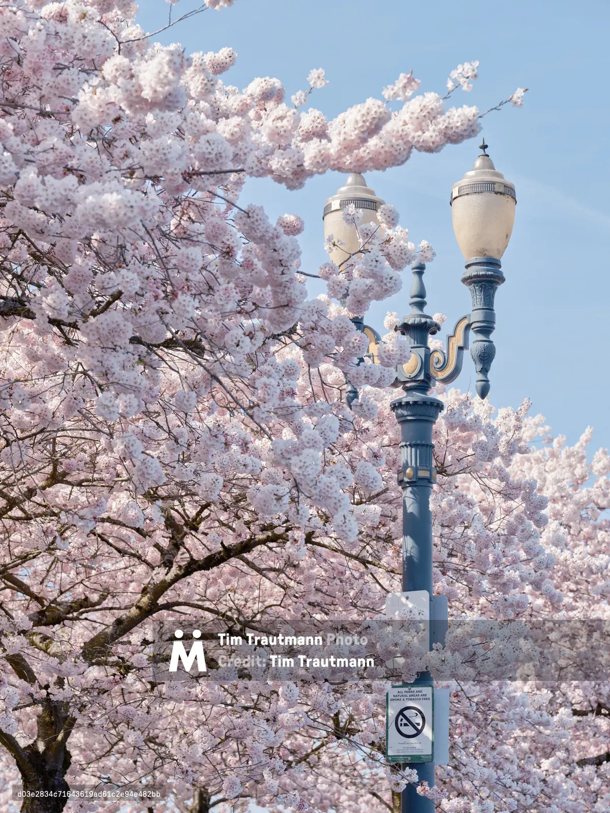 A magnificent cherry blossom tree in full bloom creates a delicate pink canopy around an ornate Victorian-style streetlamp at Tom McCall Waterfront Park in Portland's Historic Skidmore District. The pale pink petals cascade gracefully against the clear blue sky, their gossamer clusters creating an ethereal frame around the lamp's elegant cream-colored globes and decorative metalwork. The scene captures the ephemeral beauty of spring's arrival along the Willamette River, where heritage architecture meets nature's seasonal splendor.