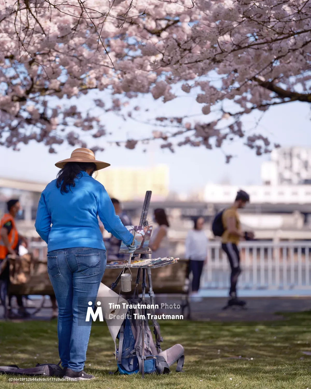 A plein air painter in a blue sweater and wide-brimmed hat works intently at her easel beneath a canopy of blooming cherry trees at Tom McCall Waterfront Park. The pale pink sakura blossoms create a dreamy overhead backdrop, their soft petals catching the filtered spring light. The artist's portable easel and supplies are arranged on the green lawn, while other park visitors stroll in the soft-focused background near the Willamette River waterfront.