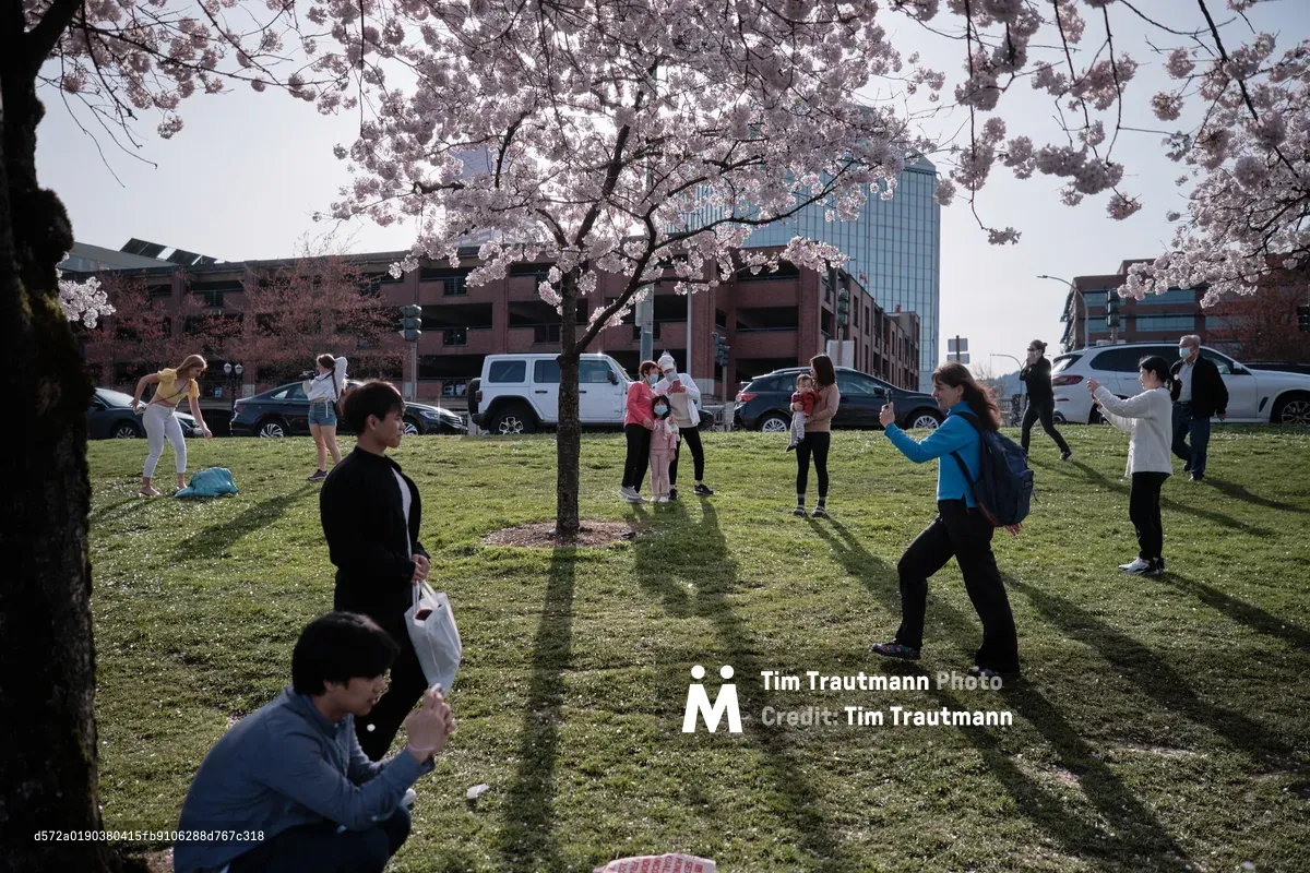 Dappled afternoon light filters through cascading cherry blossoms as families and visitors gather beneath the flowering trees at Tom McCall Waterfront Park. The scene captures the ephemeral beauty of sakura season against Portland's urban backdrop, where brick buildings and modern high-rises frame this pastoral moment. Long shadows stretch across the verdant grass as people photograph the delicate pink petals, creating an intimate contrast between nature's fleeting spectacle and the city's permanent architecture.
