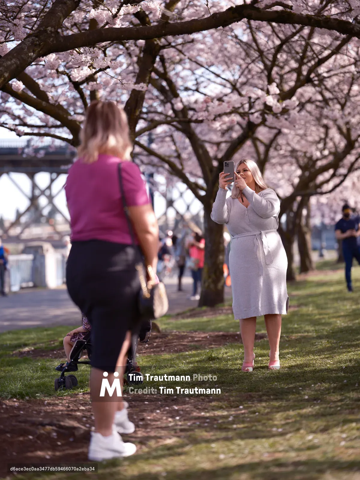 At Tom McCall Waterfront Park in Portland's Old Town district, a woman in an elegant gray wrap dress captures the fleeting beauty of cherry blossoms on her smartphone while another visitor pushes a stroller along the tree-lined pathway. The scene unfolds beneath a magnificent canopy of pale pink sakura blooms, their delicate petals creating a dreamy overhead tapestry against the spring sky. Dappled sunlight filters through the branches, casting gentle shadows on the grass while the Willamette River and city infrastructure form a soft backdrop to this annual ritual of spring documentation.