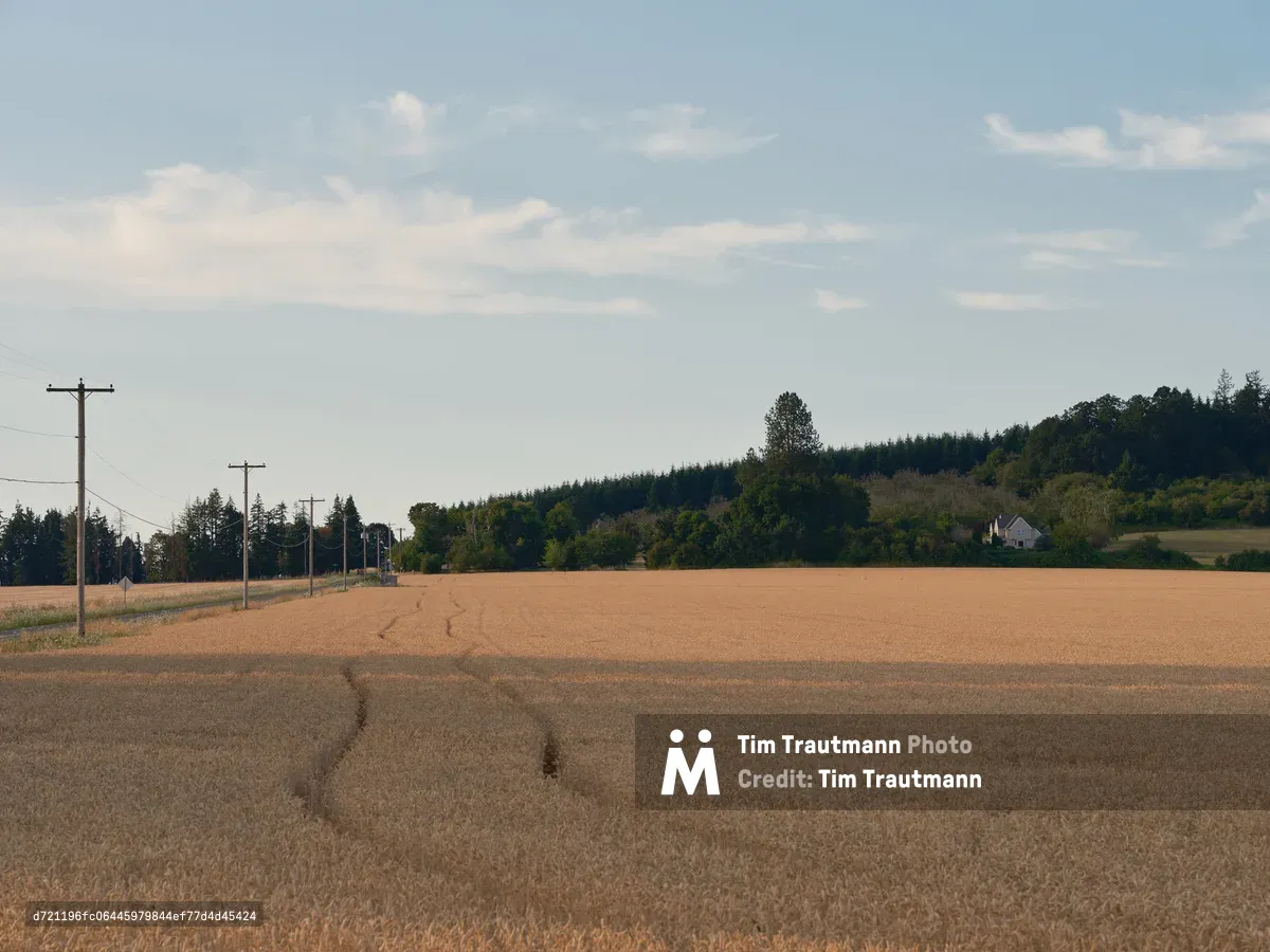 A golden wheat field in Washington County, Oregon shows harvest tracks cutting through the grain, with power lines running along the left side and forested hills dotted with homes in the background under a partly cloudy sky.