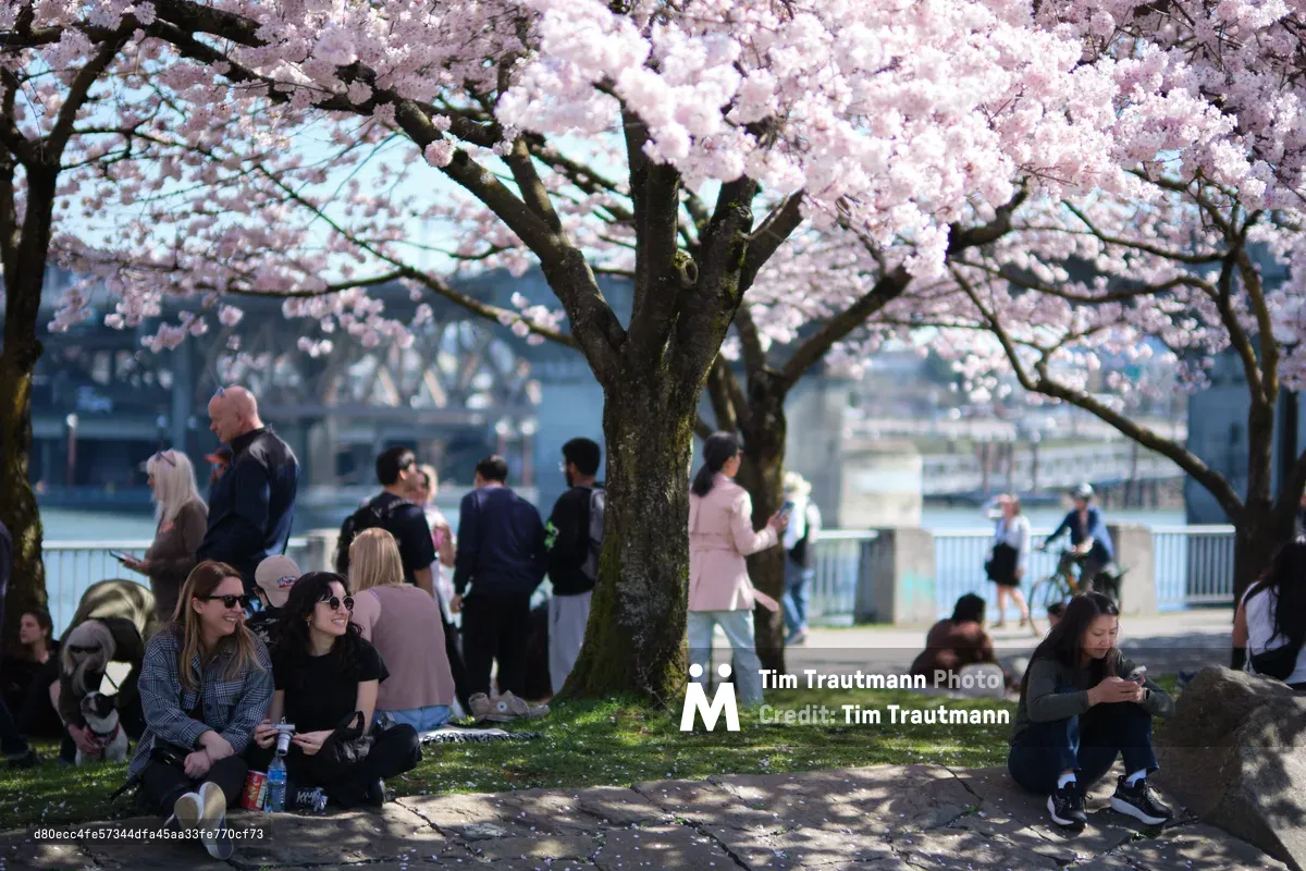 Beneath a canopy of pale pink cherry blossoms at Tom McCall Waterfront Park, visitors find refuge from the spring day, some seated casually on the grass while others stroll the path. The delicate sakura petals create an ethereal overhead tapestry against the soft afternoon light, filtering warmth onto the diverse gathering below. In the background, the Willamette River and Portland's urban landscape provide a gentle contrast to this seasonal sanctuary in the heart of downtown.