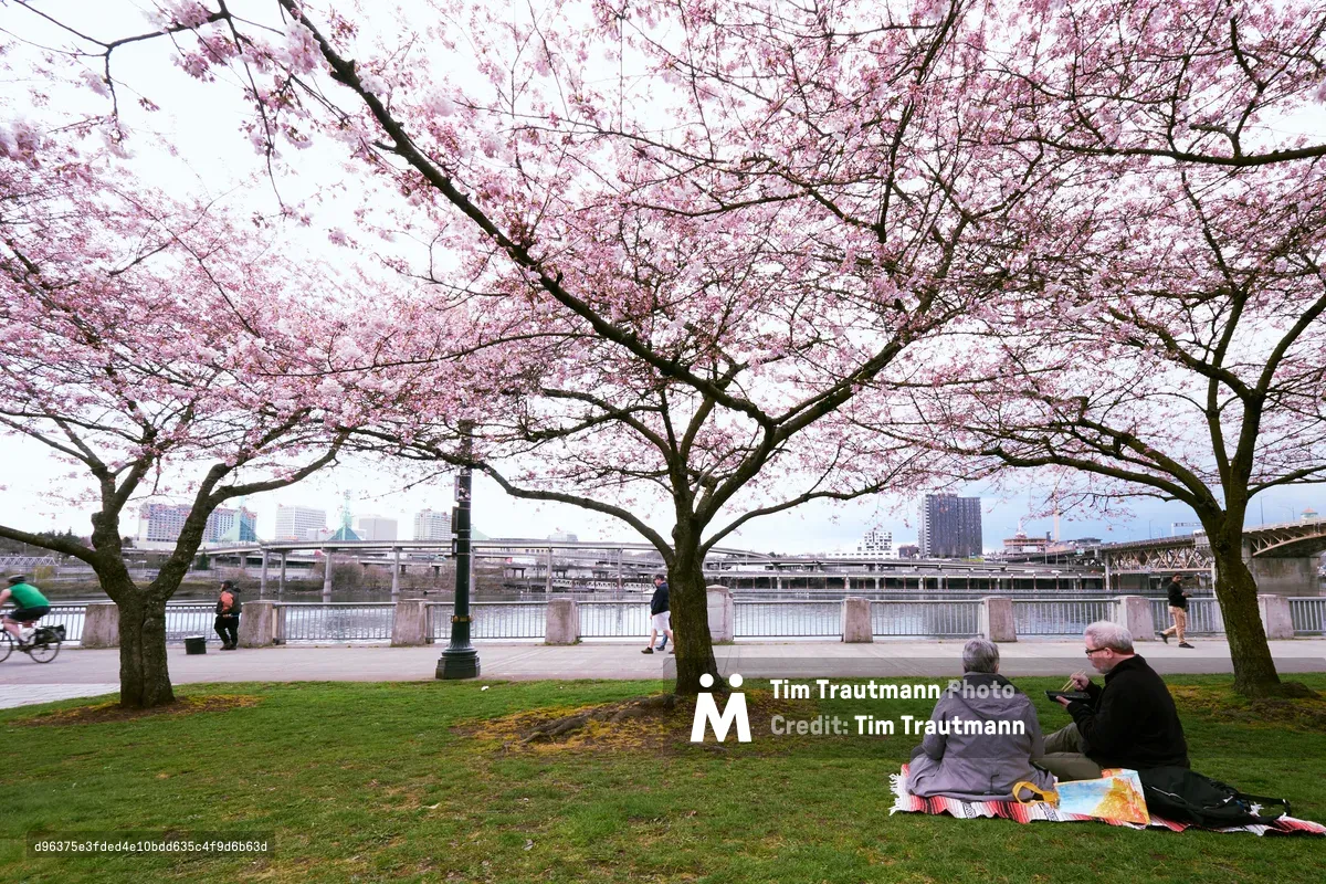Beneath a canopy of delicate pink cherry blossoms, two companions share a quiet moment on a colorful blanket at Tom McCall Waterfront Park. The ethereal blooms create a natural ceiling above the emerald grass, while Portland's urban skyline rises beyond the Willamette River's concrete embankment. The overcast sky diffuses the light, casting a gentle, dreamlike quality over this quintessential spring scene in Oregon's cultural heart.