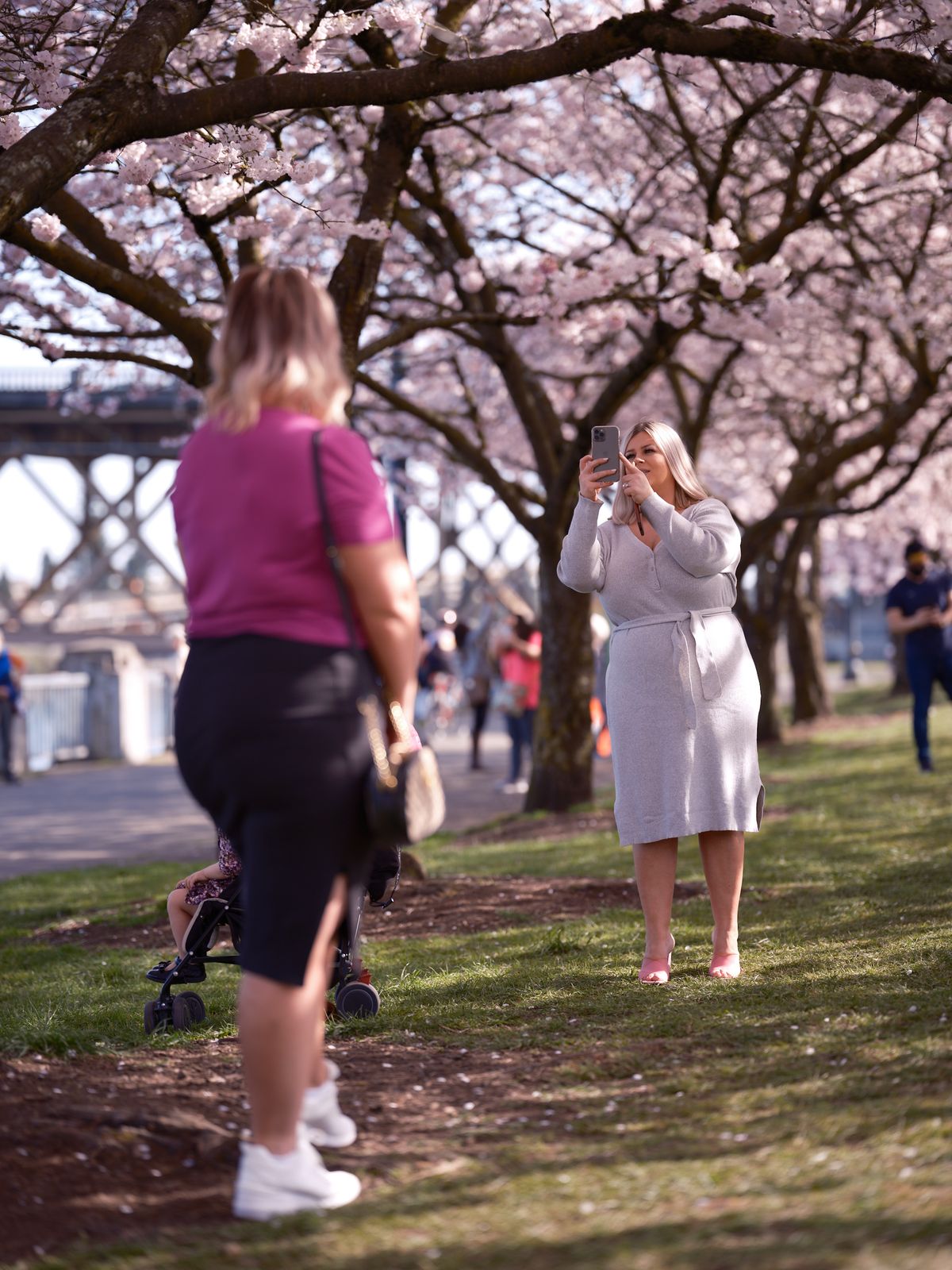 At Tom McCall Waterfront Park in Portland's Old Town district, a woman in an elegant gray wrap dress captures the fleeting beauty of cherry blossoms on her smartphone while another visitor pushes a stroller along the tree-lined pathway. The scene unfolds beneath a magnificent canopy of pale pink sakura blooms, their delicate petals creating a dreamy overhead tapestry against the spring sky. Dappled sunlight filters through the branches, casting gentle shadows on the grass while the Willamette River and city infrastructure form a soft backdrop to this annual ritual of spring documentation.
