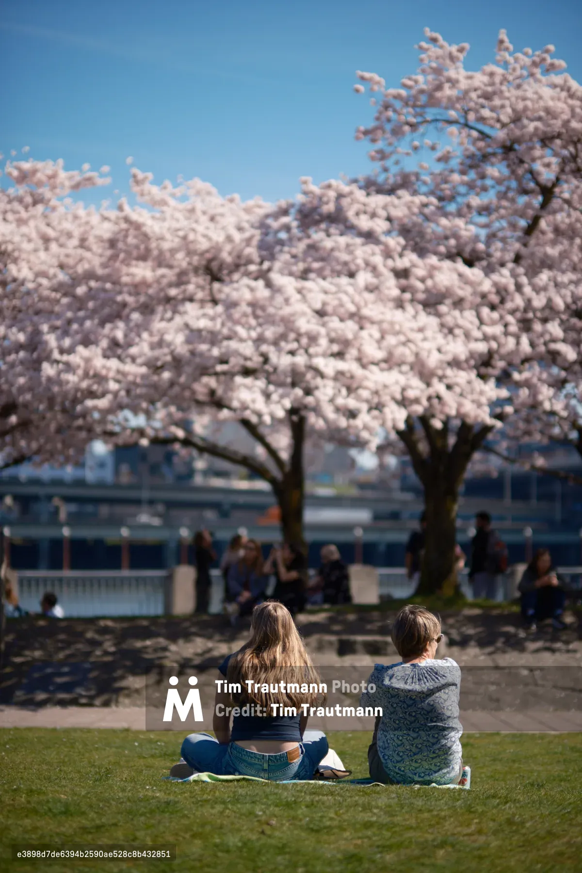 Two figures sit in quiet contemplation on emerald grass beneath the magnificent cherry blossoms of Tom McCall Waterfront Park, their backs turned toward the camera as they face the ethereal pink-white canopy above. The shallow depth of field creates a dreamlike quality, with the delicate sakura blooms rendered in soft focus against Portland's azure spring sky. Behind them, blurred silhouettes of other visitors suggest the communal draw of this seasonal spectacle, while the distant Willamette River and urban landscape fade into a gentle bokeh.