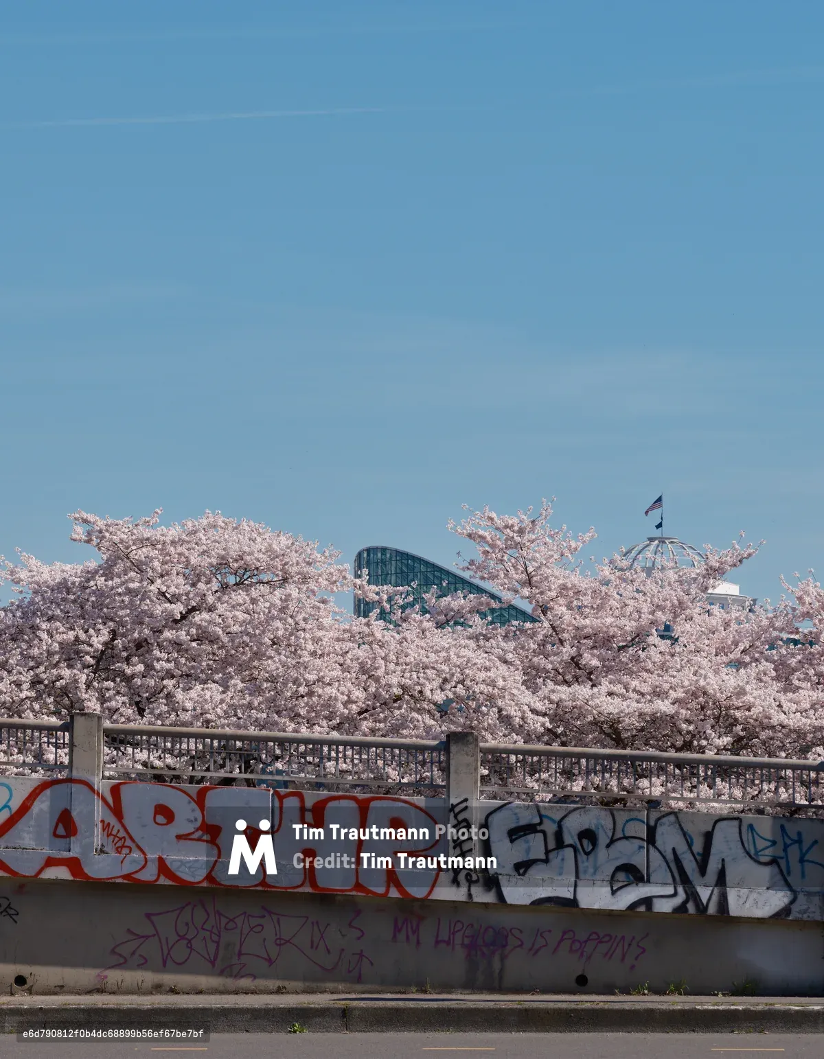 A vibrant canopy of cherry blossoms in full spring bloom creates a dreamy foreground at Tom McCall Waterfront Park, their pale pink petals cascading over graffiti-tagged concrete barriers. The modern glass architecture of Portland's skyline emerges through the flowering branches against a clear blue sky, while colorful street art adds an urban edge to the pastoral scene. The juxtaposition of delicate natural beauty with raw city elements captures the essence of Portland's character - where nature and urban culture intersect seamlessly.