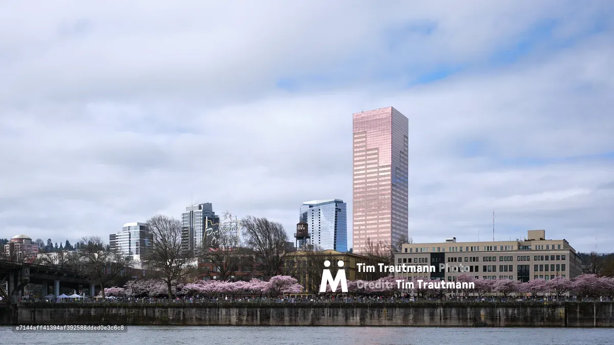 Delicate pink cherry blossoms create a romantic foreground along the Willamette River waterfront, contrasting beautifully with Portland's modern downtown skyline. The iconic pink tower rises majestically above the historic brick buildings and contemporary glass structures, while visitors stroll beneath the blooming canopy at Tom McCall Waterfront Park. Soft, diffused light filters through the overcast sky, creating a dreamy atmosphere that captures the ephemeral beauty of spring in the Pacific Northwest.