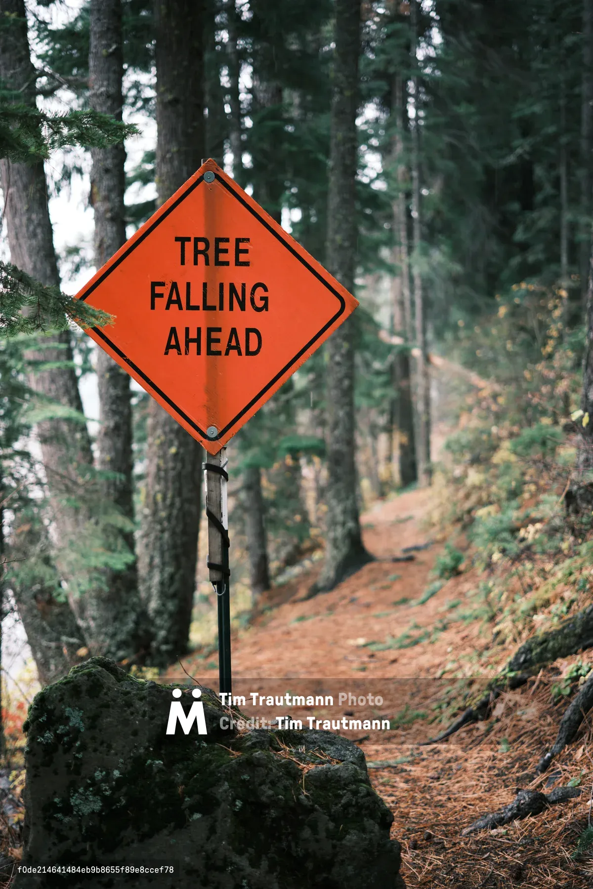 A weathered orange diamond-shaped warning sign reading 'TREE FALLING AHEAD' stands sentinel beside a moss-covered boulder on a russet-toned forest trail near Sisters, Oregon. The sign's stark industrial message contrasts with the organic cathedral of towering evergreens that recede into atmospheric depths behind it. Dappled light filters through the dense canopy, creating a moody interplay between human caution and nature's wild unpredictability along this Cascade Range pathway.