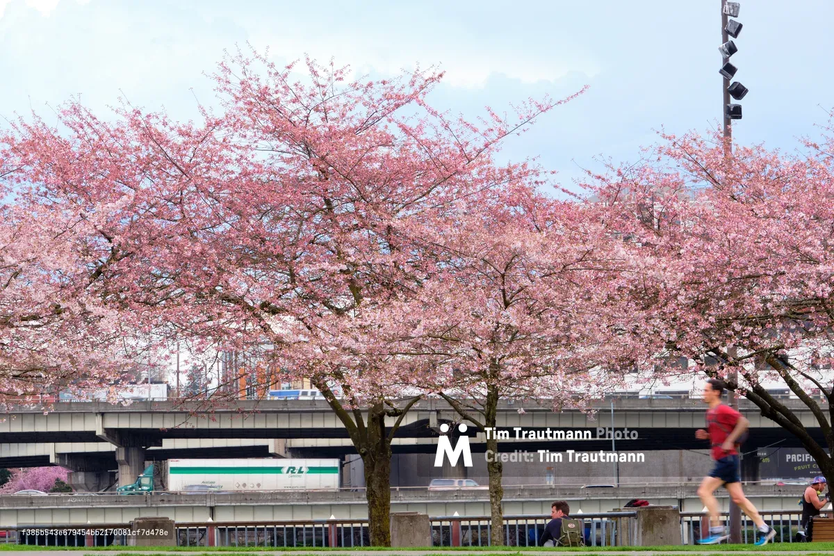 Magnificent cherry trees burst into full pink bloom along Tom McCall Waterfront Park, their delicate blossoms creating a romantic canopy against Portland's urban backdrop. A jogger in red moves through the frame in soft motion blur, while concrete infrastructure and the Willamette River bridge system provide industrial contrast to nature's ephemeral display. The pale spring sky and gentle lighting capture the fleeting beauty of sakura season in the Pacific Northwest, where urban runners and cyclists pause to witness this annual transformation.