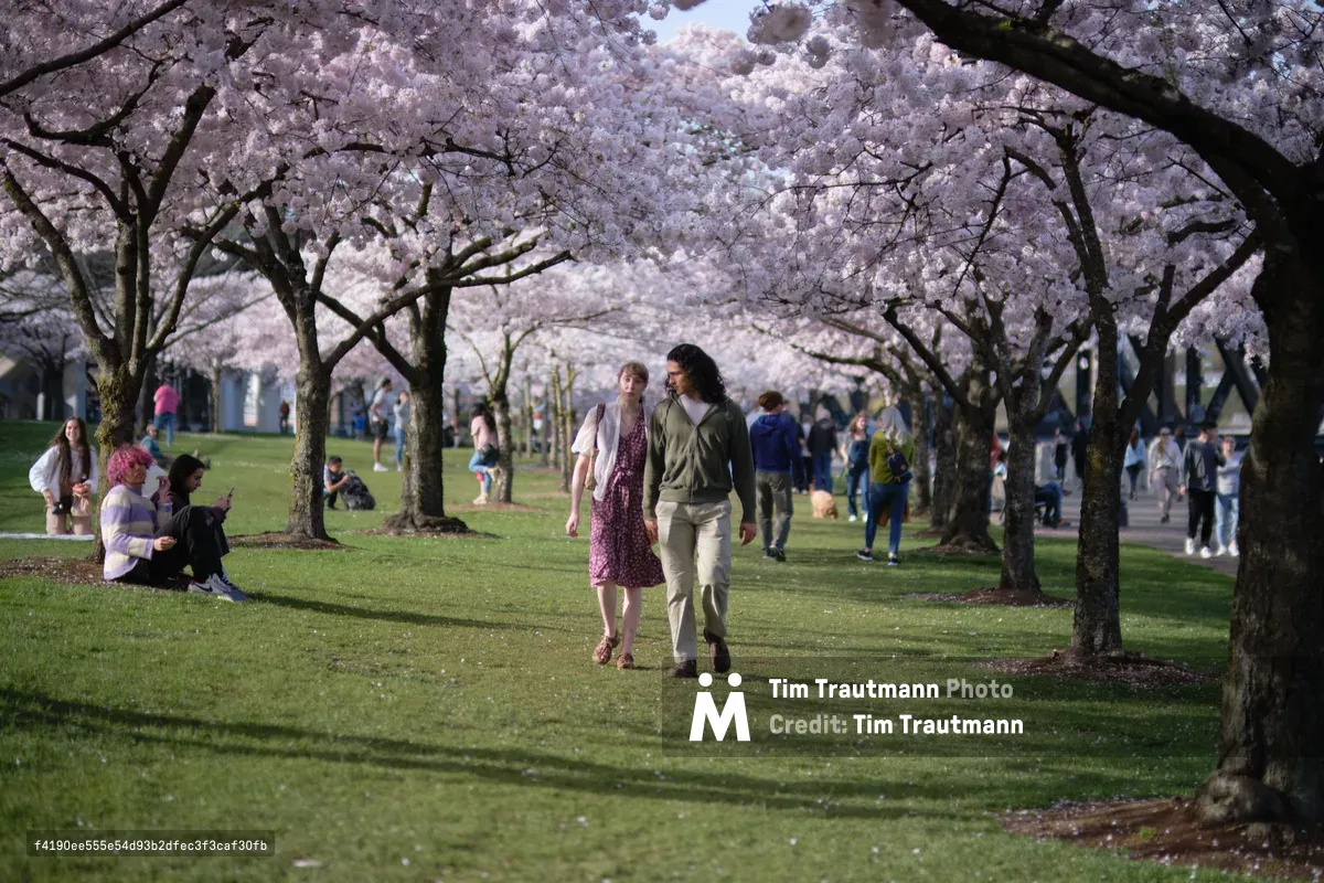 A couple strolls hand-in-hand beneath an ethereal canopy of cherry blossoms in full bloom along Portland's waterfront park. The woman wears a burgundy floral dress while her companion is dressed in casual khaki and olive tones, their figures centered in a natural cathedral of pale pink petals. Soft afternoon light filters through the delicate blossoms, creating a dreamlike atmosphere as other visitors enjoy the seasonal spectacle across the emerald lawn. The scene captures the ephemeral beauty of Portland's famous cherry blossom season in the historic Old Town district.