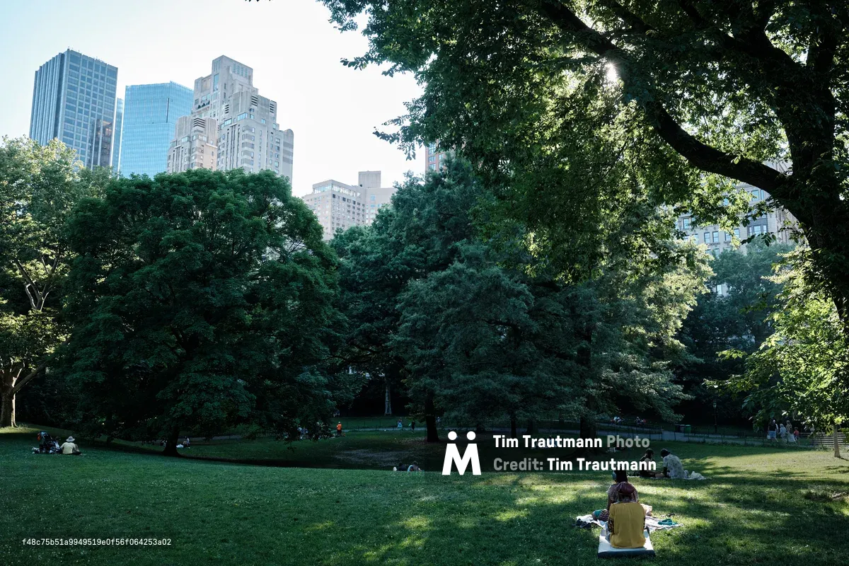 Dappled afternoon light filters through the dense canopy of mature trees in Central Park, creating a serene carpet of shadows across the Great Lawn. Scattered visitors enjoy quiet moments on blankets beneath the towering foliage, while Manhattan's iconic skyline rises like distant sentinels beyond the verdant treeline. The composition captures the profound contrast between the city's urban intensity and the park's restorative tranquility, with warm golden light painting the grass in honeyed tones.