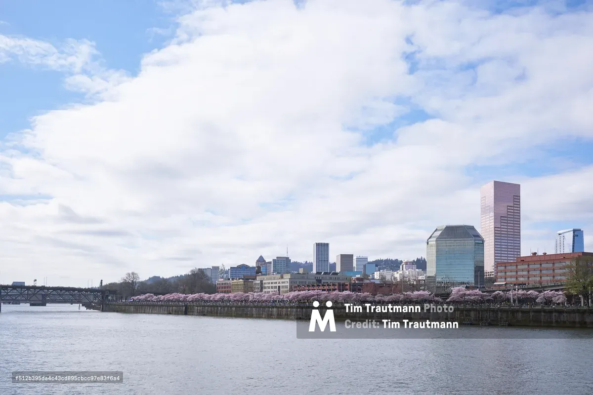 A serene spring morning along the Willamette River captures Portland's downtown skyline rising beyond Tom McCall Waterfront Park's blooming cherry trees. The delicate pink blossoms create a soft foreground ribbon against the steel and glass towers, while puffy white clouds drift across a powder blue sky. The tranquil river surface mirrors the city's architectural diversity, from the prominent US Bancorp Tower to the historic brick buildings nestled among modern high-rises.