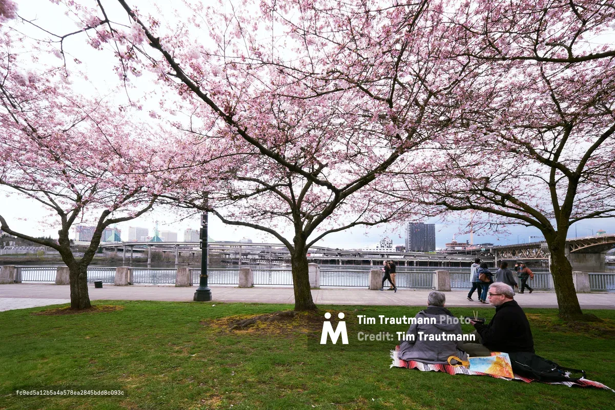 Beneath a blush-pink canopy of cherry blossoms at Tom McCall Waterfront Park, two companions share an intimate picnic on emerald grass while the Willamette River flows behind them. The delicate sakura branches create an ethereal frame overhead, their pale rose petals contrasting against the industrial silhouette of Portland's bridges and downtown skyline. Pedestrians stroll along the riverside promenade in the background, but the foreground couple remains absorbed in their peaceful spring ritual, their colorful blanket anchoring this moment of urban tranquility.