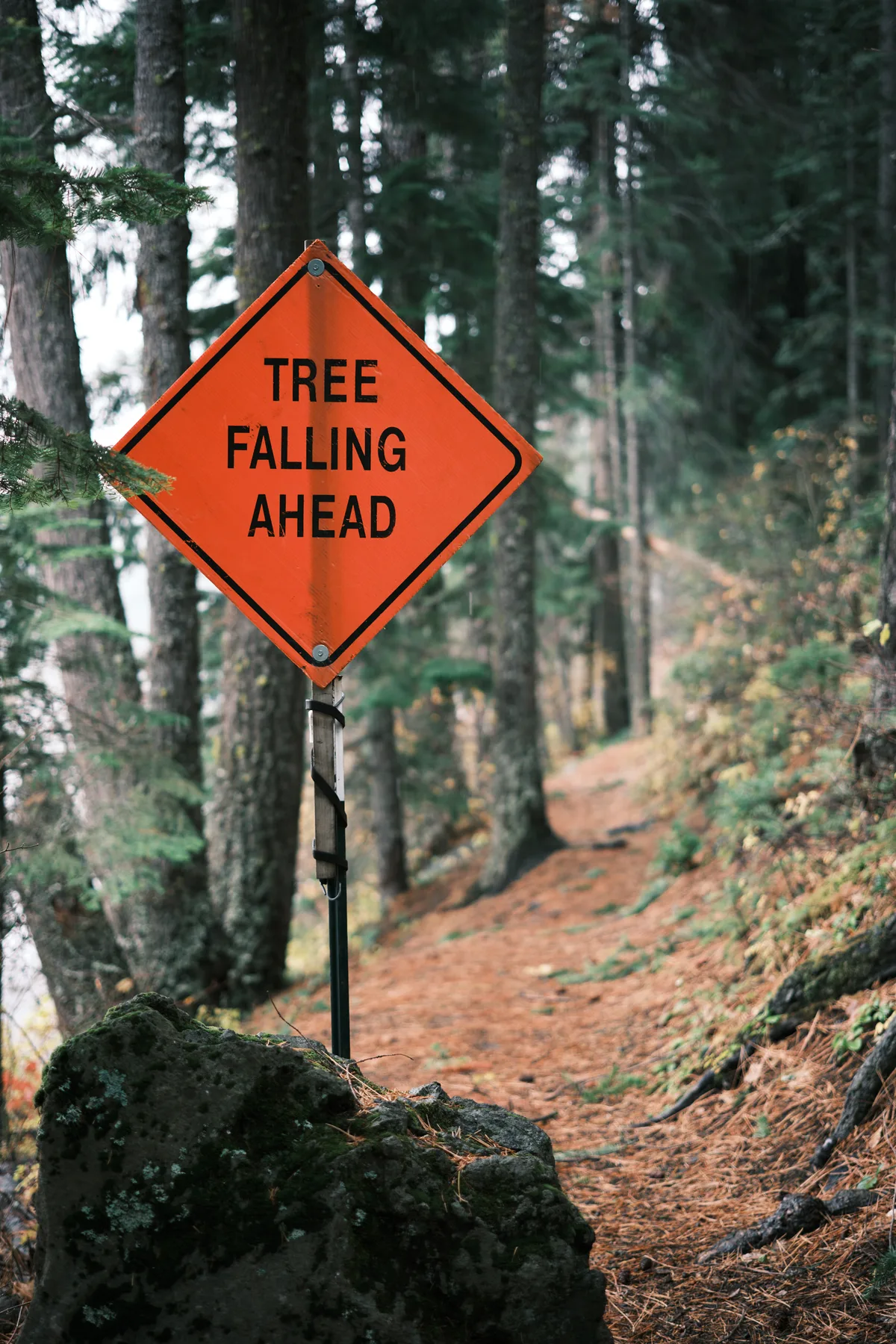 A weathered orange diamond-shaped warning sign reading 'TREE FALLING AHEAD' stands sentinel beside a moss-covered boulder on a russet-toned forest trail near Sisters, Oregon. The sign's stark industrial message contrasts with the organic cathedral of towering evergreens that recede into atmospheric depths behind it. Dappled light filters through the dense canopy, creating a moody interplay between human caution and nature's wild unpredictability along this Cascade Range pathway.