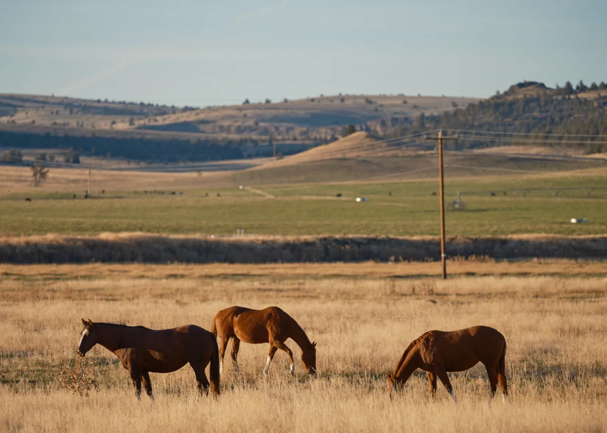 Three horses graze peacefully in the amber grasslands of Wasco County's high desert, their silhouettes etched against the rolling hills near Antelope, Oregon. The late afternoon sun bathes the drought-stressed prairie in honeyed light, while weathered fence posts and distant mesas speak to the rugged beauty of this remote corner of the Pacific Northwest. The composition layers the pastoral foreground against the dramatic geography of the Columbia River Plateau, creating a timeless portrait of the American West.