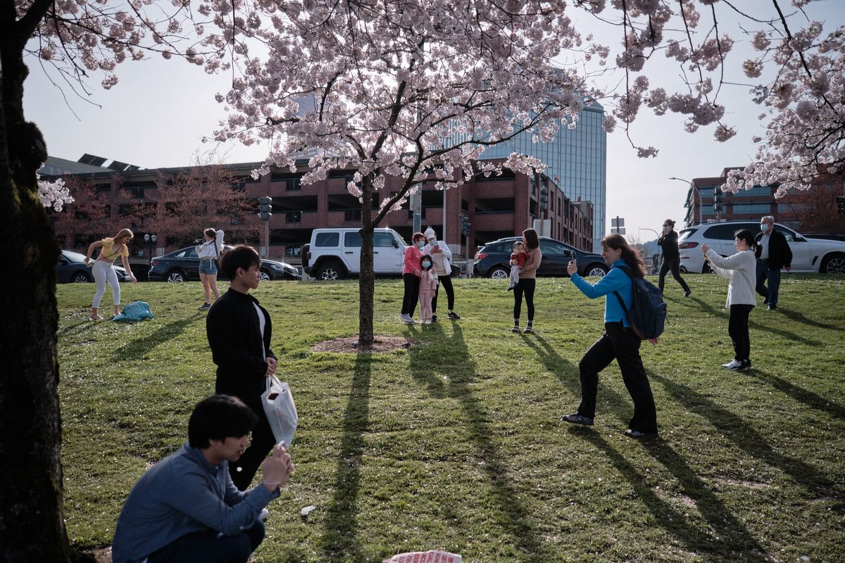 Dappled afternoon light filters through cascading cherry blossoms as families and visitors gather beneath the flowering trees at Tom McCall Waterfront Park. The scene captures the ephemeral beauty of sakura season against Portland's urban backdrop, where brick buildings and modern high-rises frame this pastoral moment. Long shadows stretch across the verdant grass as people photograph the delicate pink petals, creating an intimate contrast between nature's fleeting spectacle and the city's permanent architecture.
