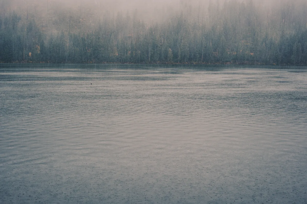 A solitary waterfowl floats serenely across the mirror-like surface of Suttle Lake as dawn mist clings to the densely forested Cascade Mountains beyond. The ethereal fog creates layers of depth, transforming the ancient ponderosa pines and Douglas firs into ghostly silhouettes against the pearl-gray sky. Gentle ripples disturb the lake's perfect reflection, while autumn's subtle touch hints at golden undertones within the misty forest canopy.
