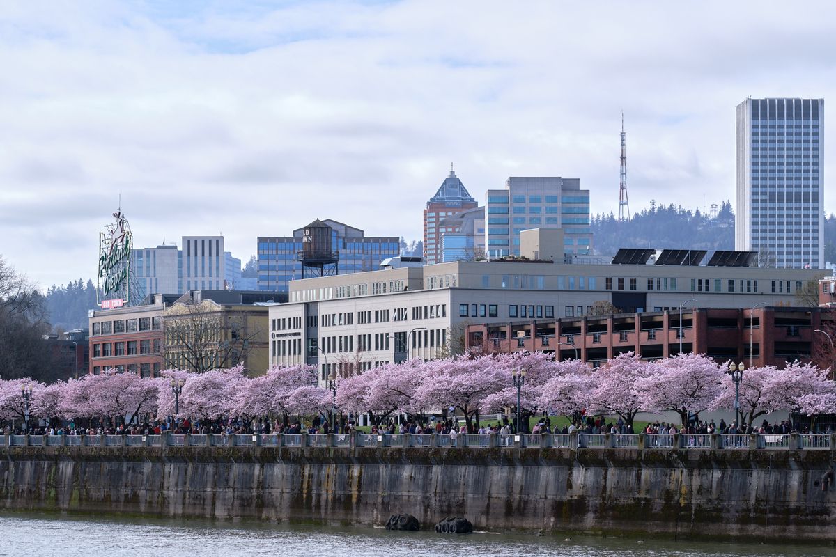 A dreamy canopy of pale pink cherry blossoms creates a delicate foreground against Portland's downtown skyline, viewed across the Willamette River from Tom McCall Waterfront Park. The soft, overcast sky bathes the scene in gentle light, while crowds gather beneath the flowering trees to witness this ephemeral spring spectacle. The juxtaposition of nature's tender blooms against the geometric glass and steel towers captures the harmonious blend of urban sophistication and natural beauty that defines Portland's character.
