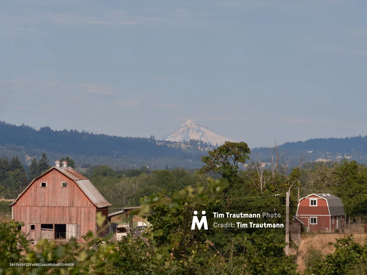 A pastoral scene in Yamhill County, Oregon showing weathered red barns nestled among lush green trees with the snow-capped peak of Mount Hood visible in the distance against forested hills.