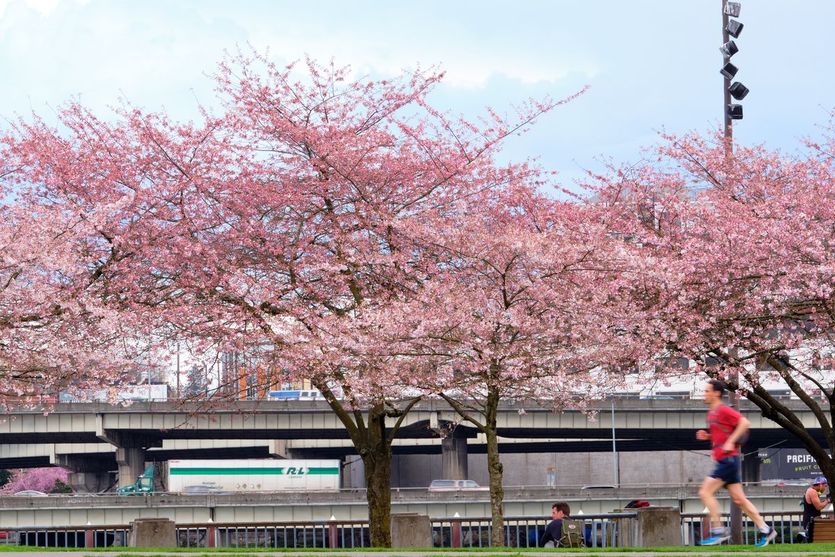 Magnificent cherry trees burst into full pink bloom along Tom McCall Waterfront Park, their delicate blossoms creating a romantic canopy against Portland's urban backdrop. A jogger in red moves through the frame in soft motion blur, while concrete infrastructure and the Willamette River bridge system provide industrial contrast to nature's ephemeral display. The pale spring sky and gentle lighting capture the fleeting beauty of sakura season in the Pacific Northwest, where urban runners and cyclists pause to witness this annual transformation.