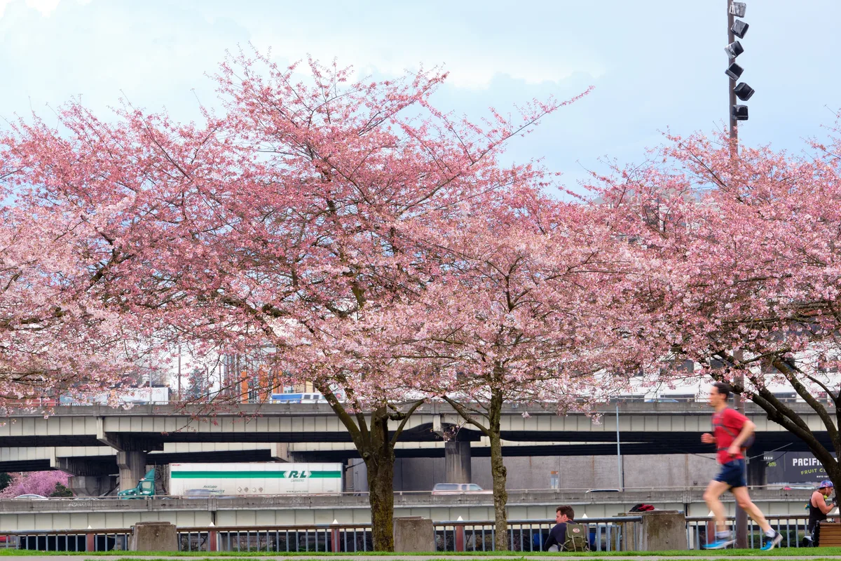 Magnificent cherry trees burst into full pink bloom along Tom McCall Waterfront Park, their delicate blossoms creating a romantic canopy against Portland's urban backdrop. A jogger in red moves through the frame in soft motion blur, while concrete infrastructure and the Willamette River bridge system provide industrial contrast to nature's ephemeral display. The pale spring sky and gentle lighting capture the fleeting beauty of sakura season in the Pacific Northwest, where urban runners and cyclists pause to witness this annual transformation.