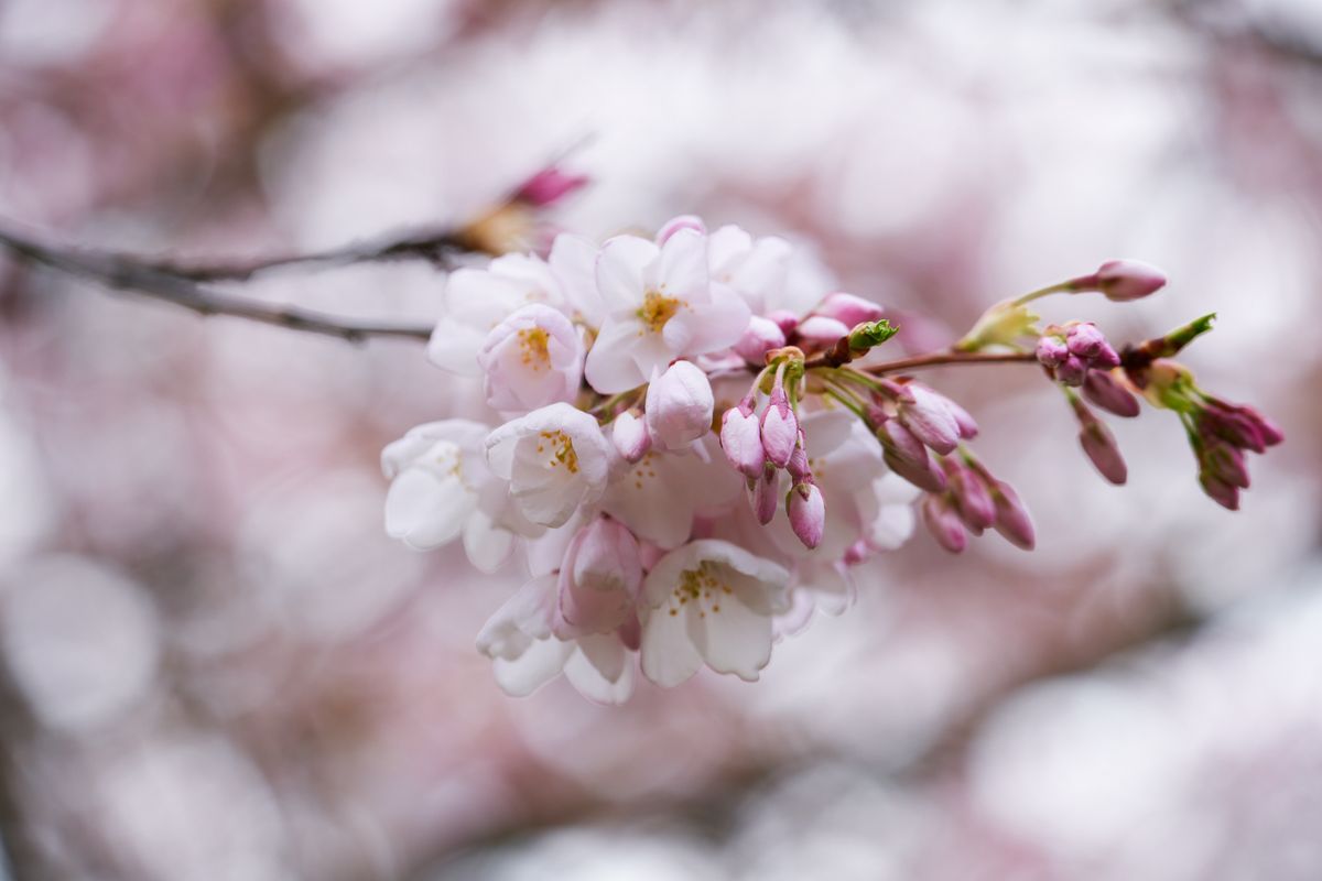 A delicate cluster of cherry blossoms emerges in sharp focus against the dreamy, pink-tinted backdrop of Portland's Tom McCall Waterfront Park. The pristine white petals, kissed with the faintest blush of rose, display golden stamens that catch the soft spring light. Unopened buds in various stages of bloom create a tender composition of anticipation and renewal. The shallow depth of field transforms the surrounding cherry grove into an impressionistic wash of pastel tones, embodying the ephemeral beauty of Portland's celebrated sakura season.