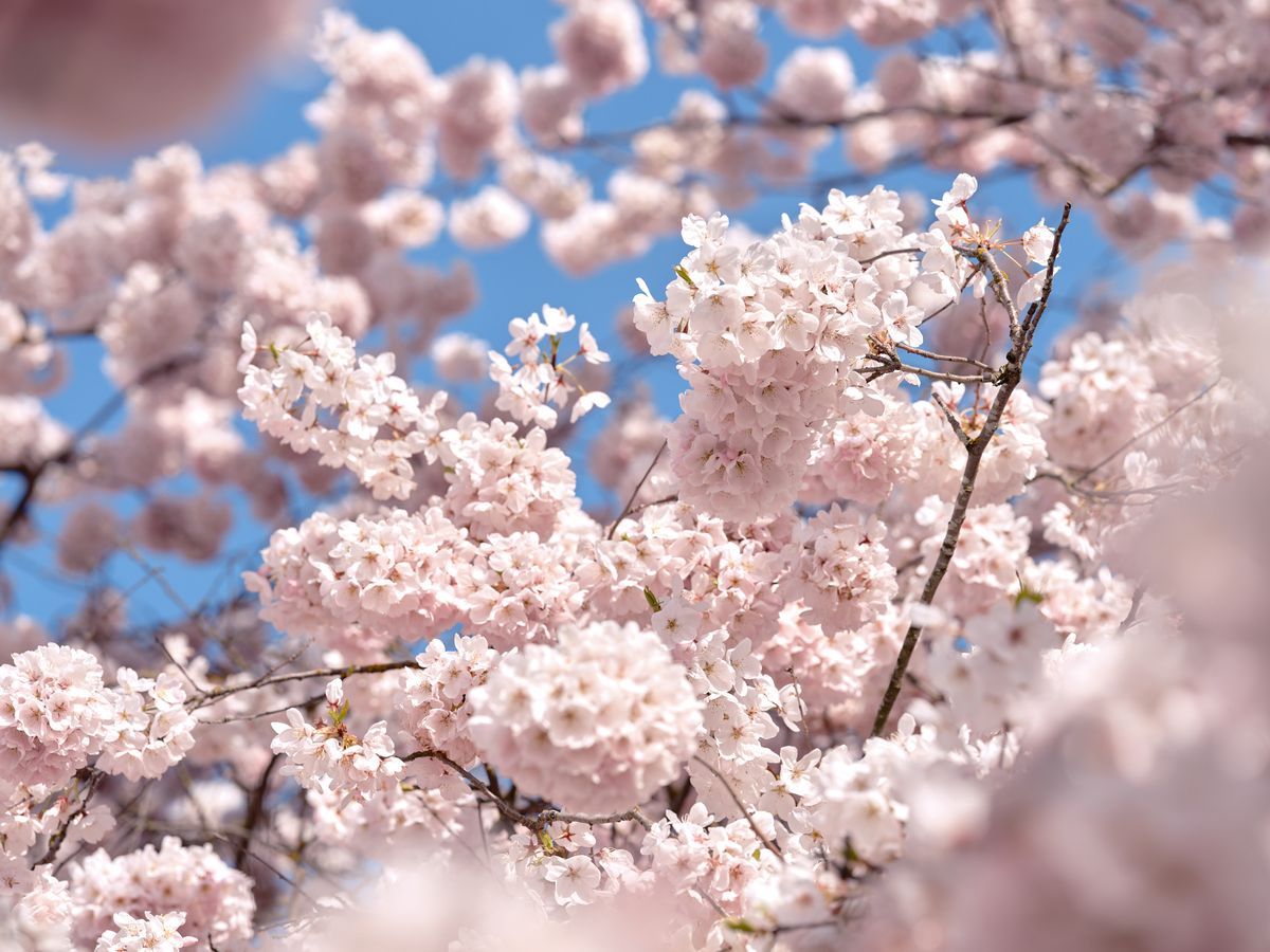 Delicate cherry blossoms create a cloud of pale pink petals against the cerulean Portland sky at Tom McCall Waterfront Park. The soft focus technique transforms the flowering branches into an impressionistic tapestry, with individual clusters of blossoms emerging from the dreamy blur of spring's ephemeral display. Golden stamens catch the natural light, adding warmth to the predominantly cool palette of pink and blue tones. The intimate framing captures the fleeting beauty of hanami season along the Willamette River waterfront.