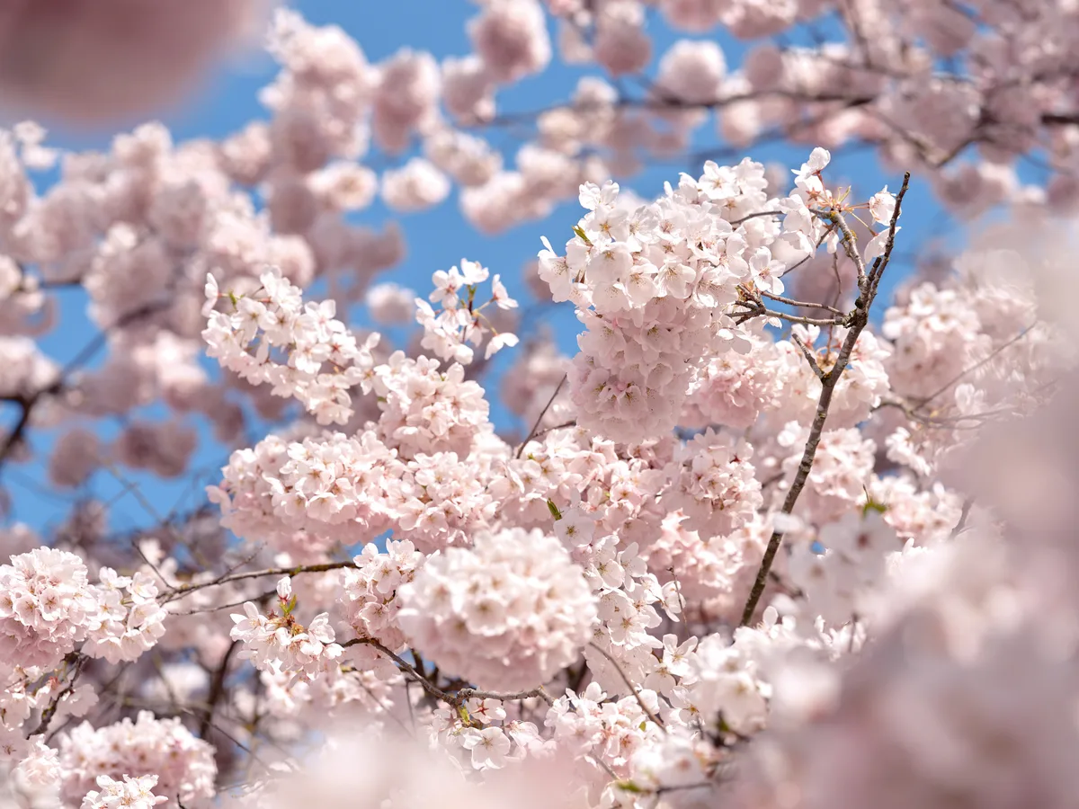 Delicate cherry blossoms create a cloud of pale pink petals against the cerulean Portland sky at Tom McCall Waterfront Park. The soft focus technique transforms the flowering branches into an impressionistic tapestry, with individual clusters of blossoms emerging from the dreamy blur of spring's ephemeral display. Golden stamens catch the natural light, adding warmth to the predominantly cool palette of pink and blue tones. The intimate framing captures the fleeting beauty of hanami season along the Willamette River waterfront.