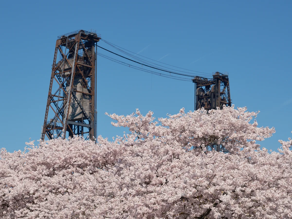A cloud of delicate cherry blossoms in peak bloom creates a dreamy foreground against the weathered steel towers of Portland's historic Steel Bridge. The industrial lattice work and suspension cables stretch across a crystalline blue sky, while the soft pink petals blur into an impressionistic veil. This juxtaposition captures the essence of Portland's Tom McCall Waterfront Park, where nature's ephemeral beauty meets the city's enduring industrial character along the Willamette River.