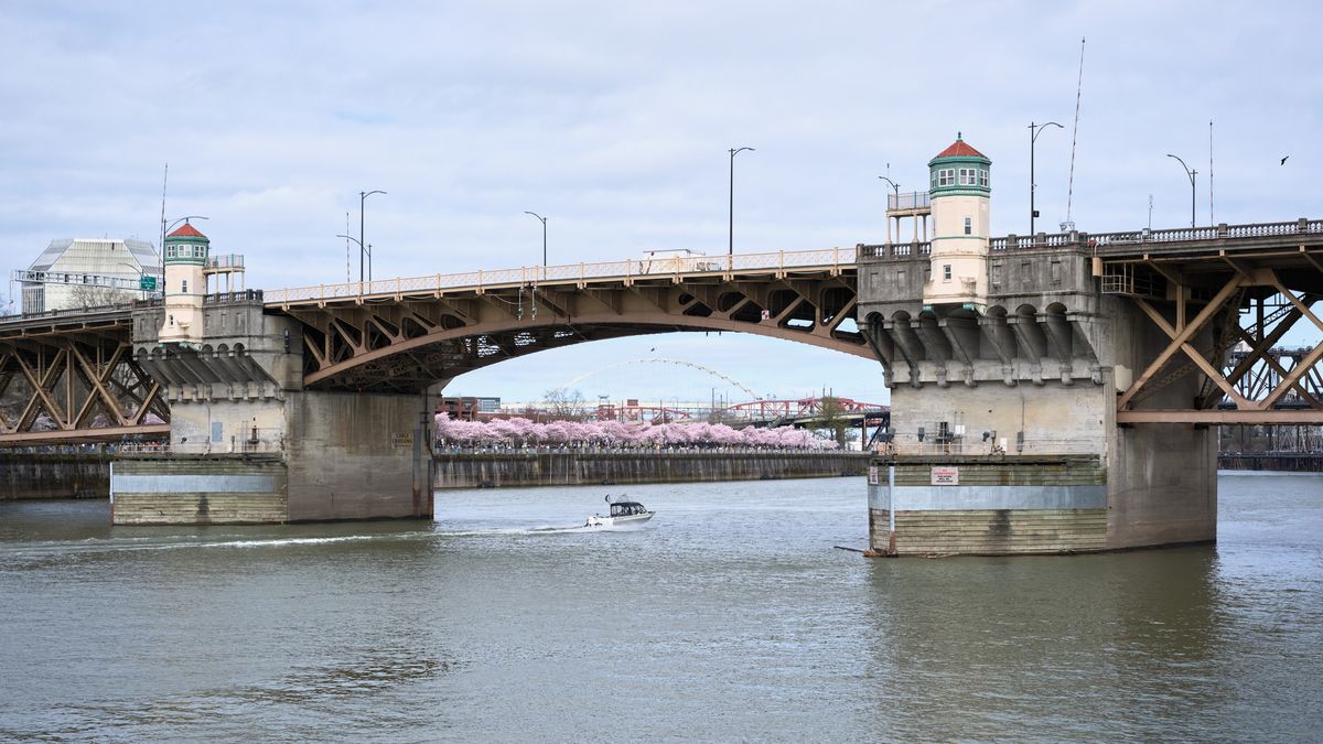 The iconic Burnside Bridge spans the Willamette River in Portland, Oregon, its twin lighthouse-style towers standing sentinel against an overcast spring sky. A delicate veil of cherry blossoms in soft pink hues creates a romantic frame through the bridge's central arch, while a solitary boat navigates the calm waters below. The industrial concrete and steel structure contrasts beautifully with nature's ephemeral spring display, capturing the essence of urban Portland where architecture and natural beauty coexist in harmonious balance.