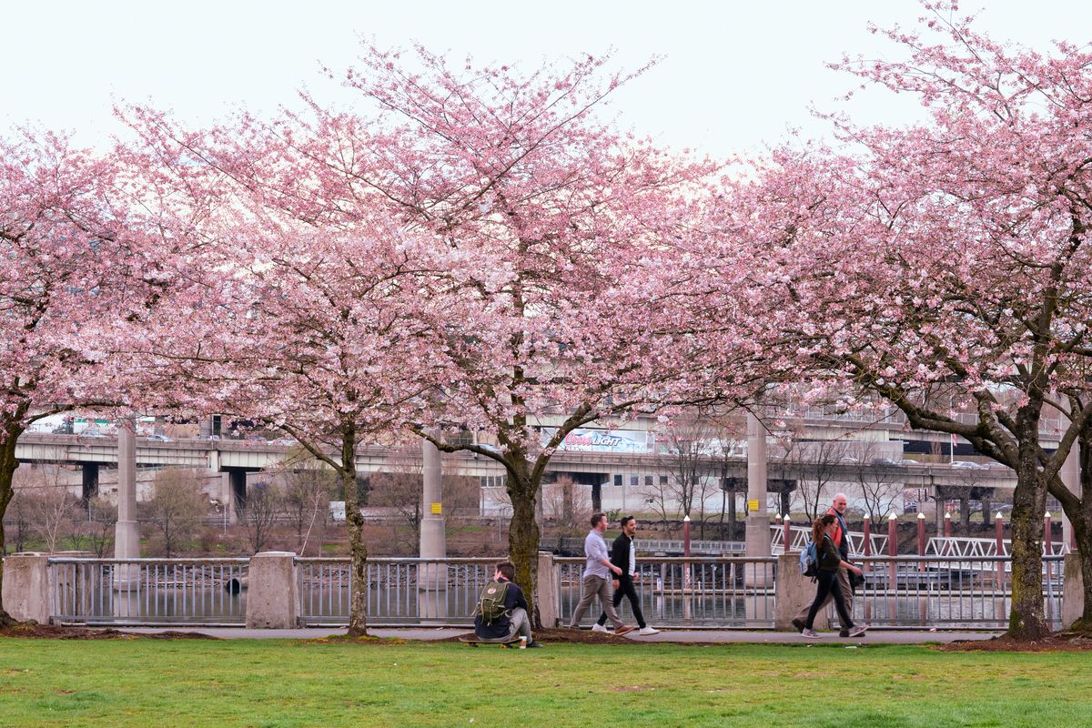 Magnificent cherry trees in full bloom create a rose-tinted canopy over Tom McCall Waterfront Park, their delicate petals forming a dreamy contrast against the industrial backdrop of Portland's infrastructure. Pedestrians and cyclists move leisurely along the paved pathway beneath the flowering branches, while the Willamette River and urban skyline provide a distinctly Pacific Northwest setting. The overcast sky creates soft, diffused lighting that enhances the ethereal quality of the blossoms and gives the scene a contemplative, almost melancholic beauty.