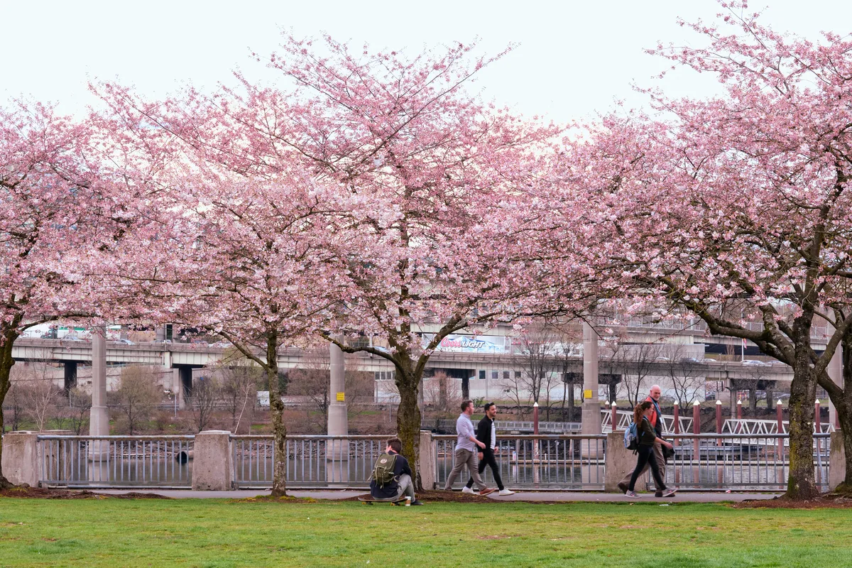 Magnificent cherry trees in full bloom create a rose-tinted canopy over Tom McCall Waterfront Park, their delicate petals forming a dreamy contrast against the industrial backdrop of Portland's infrastructure. Pedestrians and cyclists move leisurely along the paved pathway beneath the flowering branches, while the Willamette River and urban skyline provide a distinctly Pacific Northwest setting. The overcast sky creates soft, diffused lighting that enhances the ethereal quality of the blossoms and gives the scene a contemplative, almost melancholic beauty.