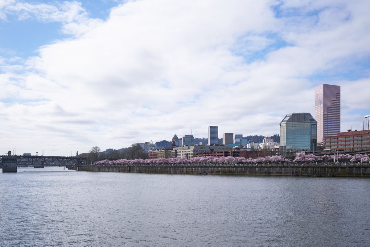 A blanket of pink cherry blossoms creates a delicate foreground ribbon along the Willamette River's eastern shore, contrasting beautifully with Portland's geometric downtown skyline. The soft, overcast sky diffuses natural light across the water's surface, while the distant Steel Bridge anchors the left side of the composition. Glass towers and mid-rise buildings rise from the blooming waterfront, capturing the harmonious blend of urban architecture and seasonal natural beauty that defines Portland in spring.