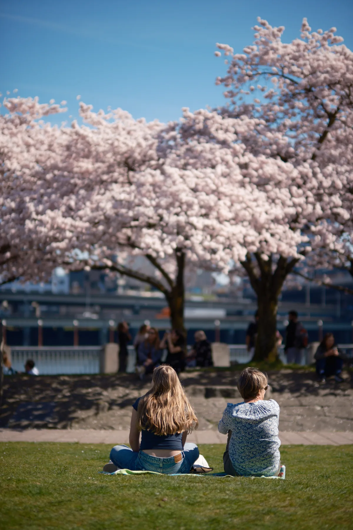 Two figures sit in quiet contemplation on emerald grass beneath the magnificent cherry blossoms of Tom McCall Waterfront Park, their backs turned toward the camera as they face the ethereal pink-white canopy above. The shallow depth of field creates a dreamlike quality, with the delicate sakura blooms rendered in soft focus against Portland's azure spring sky. Behind them, blurred silhouettes of other visitors suggest the communal draw of this seasonal spectacle, while the distant Willamette River and urban landscape fade into a gentle bokeh.