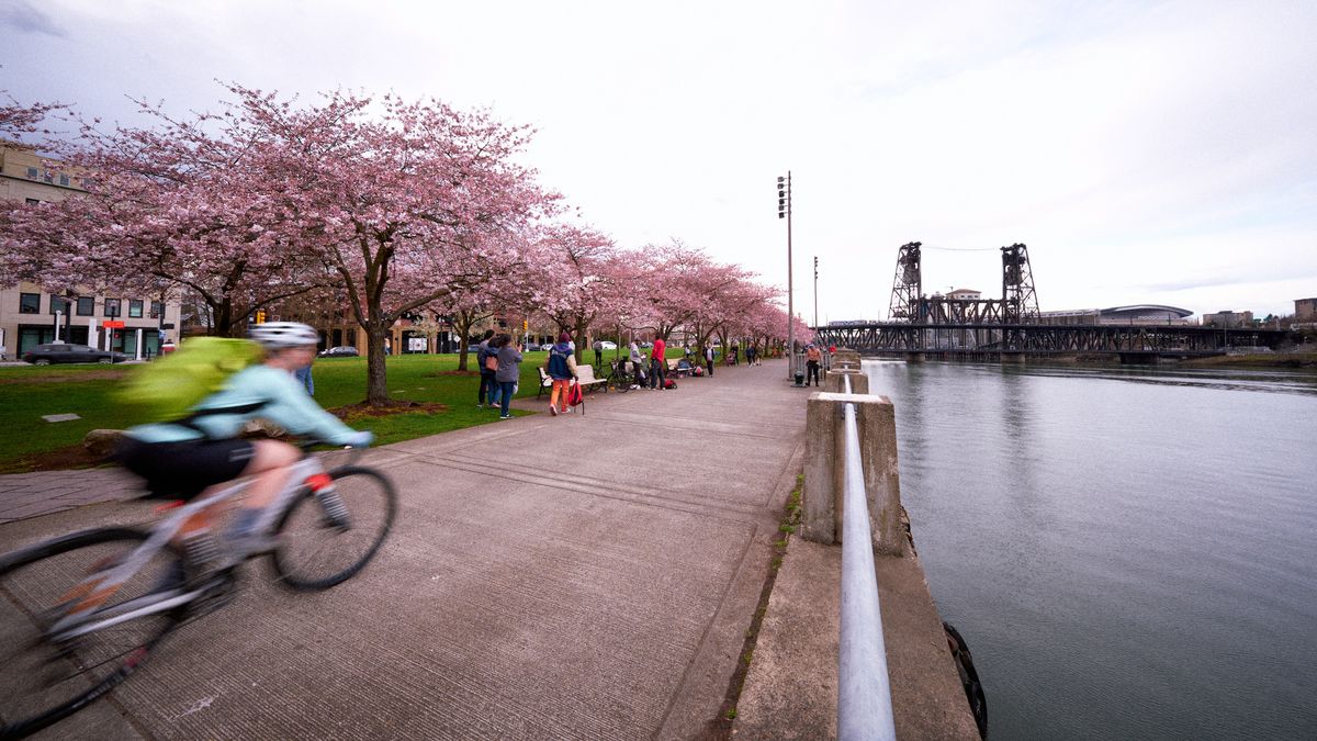 A motion-blurred cyclist speeds past the blooming cherry trees of Tom McCall Waterfront Park, their movement captured against the serene backdrop of the Willamette River and Portland's iconic Steel Bridge. The soft pink canopy of cherry blossoms creates a dreamy foreground while families gather beneath the flowering trees in the golden hour light. The industrial steel framework of the bridge contrasts beautifully with the delicate spring blooms, embodying Portland's harmonious blend of urban infrastructure and natural beauty.