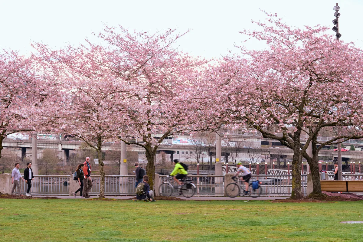 Motion-blurred cyclists streak past in vibrant yellow and white jerseys beneath the ethereal pink canopy of cherry blossoms at Tom McCall Waterfront Park. The delicate sakura branches create a dreamy overhead veil against the overcast Oregon sky, while pedestrians stroll along the concrete pathway and urban infrastructure frames the background. The soft, diffused light captures the fleeting nature of both spring's ephemeral beauty and the cyclists' swift passage through this beloved Portland riverside sanctuary.