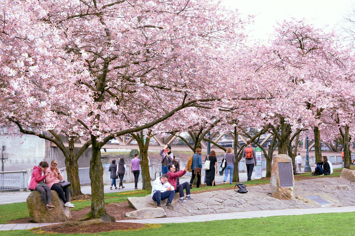 A luminous grove of cherry blossoms creates a pink ceiling over Tom McCall Waterfront Park, where visitors gather in quiet contemplation and casual conversation. The delicate sakura petals filter soft daylight onto stone pathways and emerald grass, while people of all ages find respite beneath the flowering branches. The urban waterfront setting provides a serene contrast to Portland's cityscape, with the Willamette River visible beyond the blooming canopy.