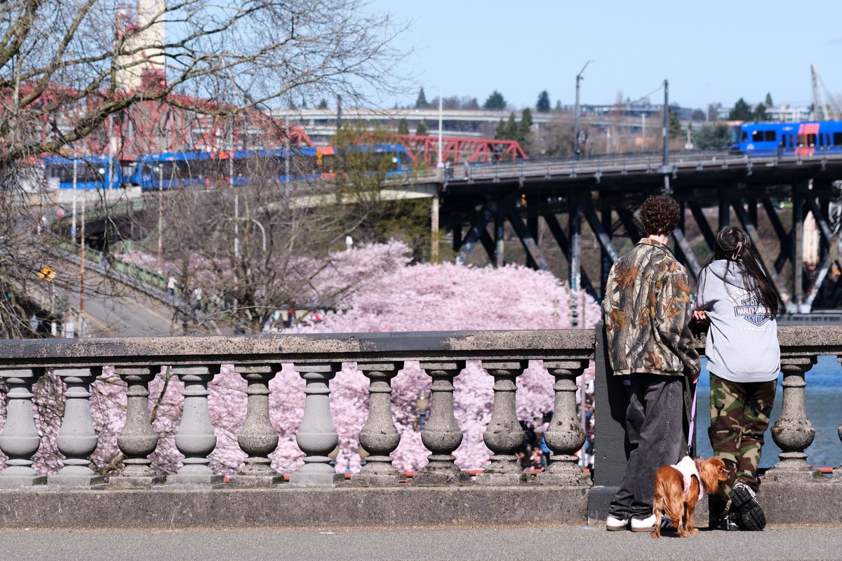 Two figures stand in quiet contemplation at the stone balustrade overlooking Tom McCall Waterfront Park's renowned cherry blossom grove, their small dog companion adding intimacy to the scene. The ornate concrete balusters frame cascading clouds of pale pink sakura blooms that carpet the park below, while the iconic Burnside Bridge spans the background with its steel truss architecture and passing blue MAX train. Soft spring light bathes this elevated vantage point, capturing a moment of urban tranquility where nature's ephemeral beauty transforms Portland's riverfront into a fleeting pink paradise.