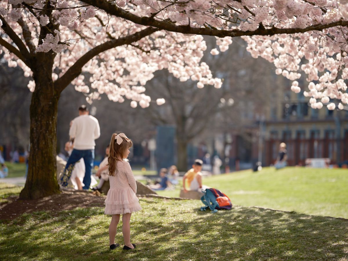 A young girl in a pale pink dress stands contemplatively beneath the drooping branches of cherry blossoms at Tom McCall Waterfront Park in Portland's Old Town district. The ethereal pink petals create a natural canopy overhead, filtering soft spring light across the scene while families gather on the verdant lawn in the background. The composition captures the fleeting magic of hanami season, with the child positioned as a focal point against the dreamy blur of urban park life and historic architecture beyond.