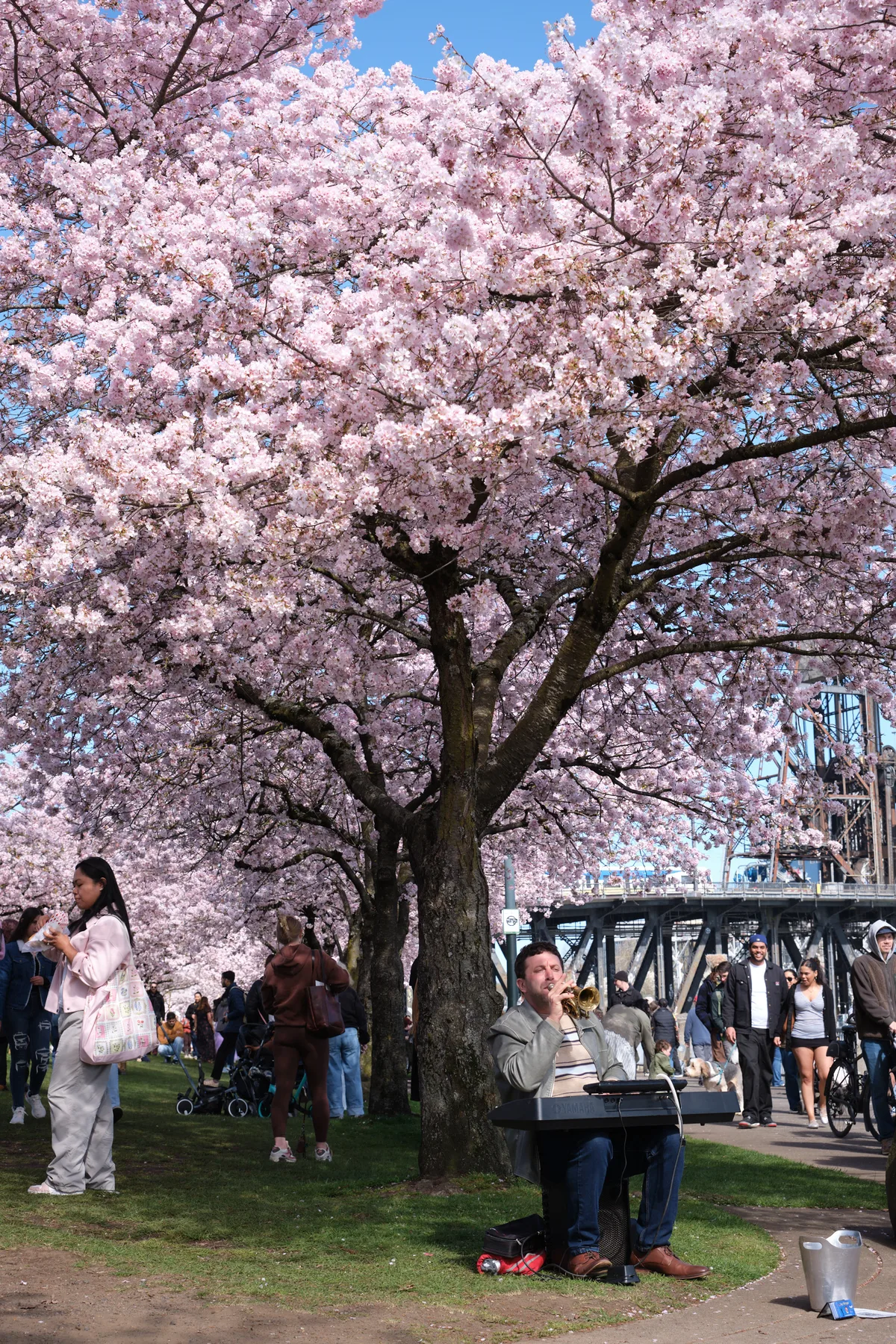 A street musician performs beneath the magnificent cherry blossoms at Tom McCall Waterfront Park, his trumpet gleaming in the dappled sunlight filtering through clouds of pale pink petals. The scene captures Portland's quintessential spring ritual as visitors gather along the Willamette River waterfront, some pausing to listen while others stroll past the iconic Steel Bridge visible in the background. The photographer's low angle emphasizes the towering sakura tree's dramatic spread against the azure sky, creating an intimate portrait of urban nature and community gathering during peak bloom season.