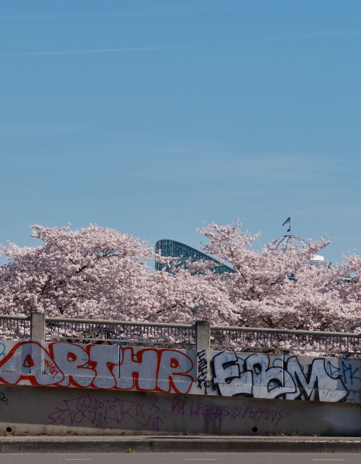 A vibrant canopy of cherry blossoms in full spring bloom creates a dreamy foreground at Tom McCall Waterfront Park, their pale pink petals cascading over graffiti-tagged concrete barriers. The modern glass architecture of Portland's skyline emerges through the flowering branches against a clear blue sky, while colorful street art adds an urban edge to the pastoral scene. The juxtaposition of delicate natural beauty with raw city elements captures the essence of Portland's character - where nature and urban culture intersect seamlessly.