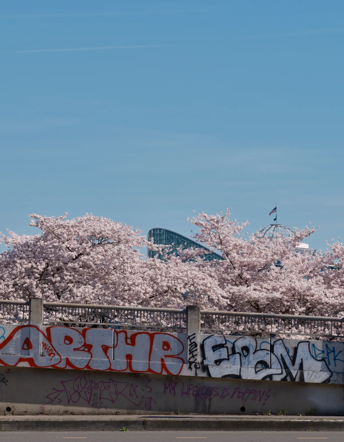 A vibrant canopy of cherry blossoms in full spring bloom creates a dreamy foreground at Tom McCall Waterfront Park, their pale pink petals cascading over graffiti-tagged concrete barriers. The modern glass architecture of Portland's skyline emerges through the flowering branches against a clear blue sky, while colorful street art adds an urban edge to the pastoral scene. The juxtaposition of delicate natural beauty with raw city elements captures the essence of Portland's character - where nature and urban culture intersect seamlessly.