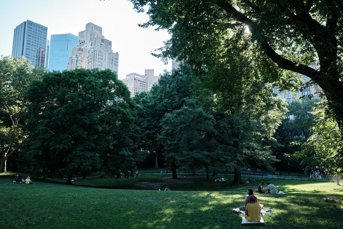 Dappled afternoon light filters through the dense canopy of mature trees in Central Park, creating a serene carpet of shadows across the Great Lawn. Scattered visitors enjoy quiet moments on blankets beneath the towering foliage, while Manhattan's iconic skyline rises like distant sentinels beyond the verdant treeline. The composition captures the profound contrast between the city's urban intensity and the park's restorative tranquility, with warm golden light painting the grass in honeyed tones.