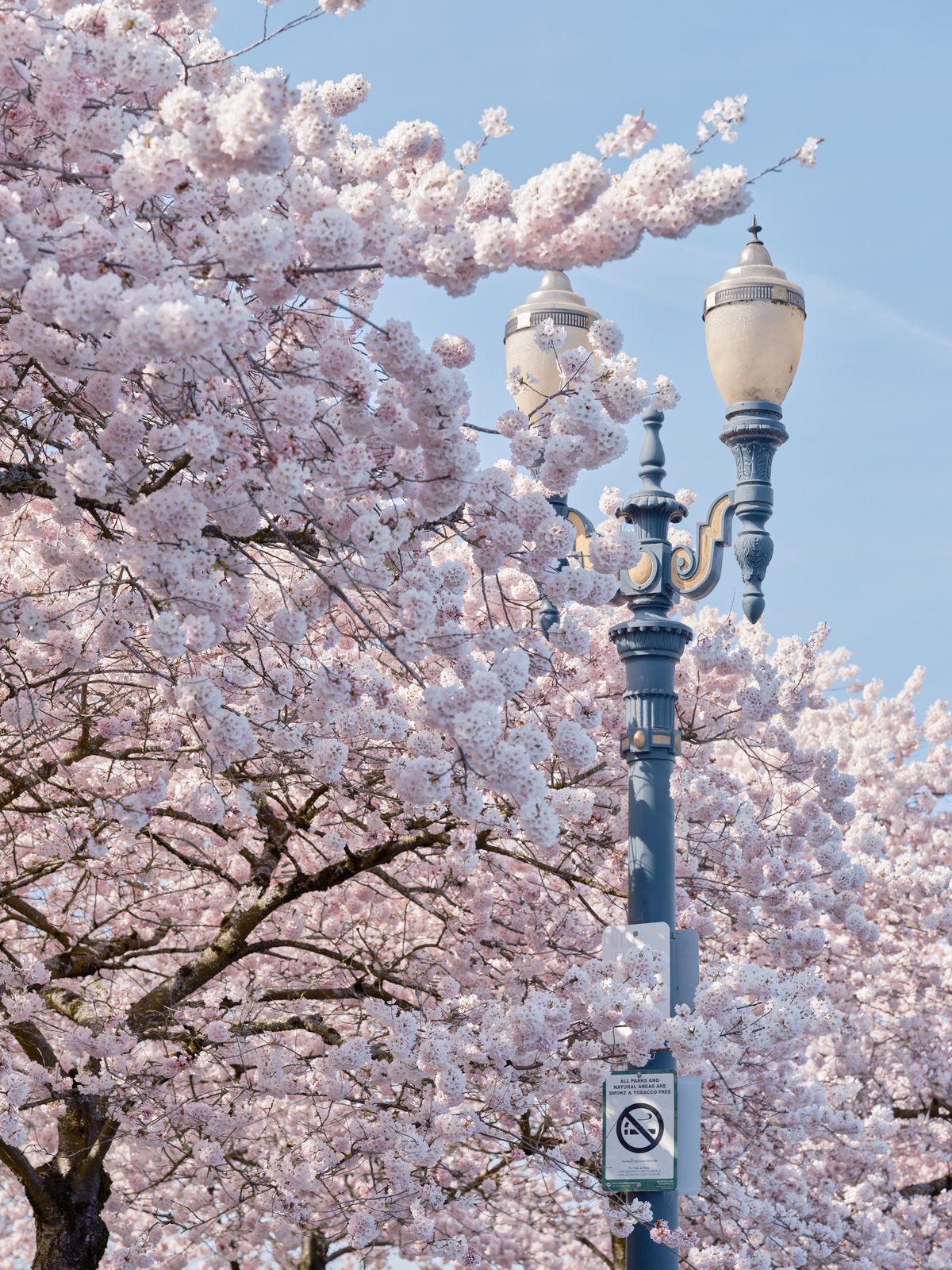 A magnificent cherry blossom tree in full bloom creates a delicate pink canopy around an ornate Victorian-style streetlamp at Tom McCall Waterfront Park in Portland's Historic Skidmore District. The pale pink petals cascade gracefully against the clear blue sky, their gossamer clusters creating an ethereal frame around the lamp's elegant cream-colored globes and decorative metalwork. The scene captures the ephemeral beauty of spring's arrival along the Willamette River, where heritage architecture meets nature's seasonal splendor.