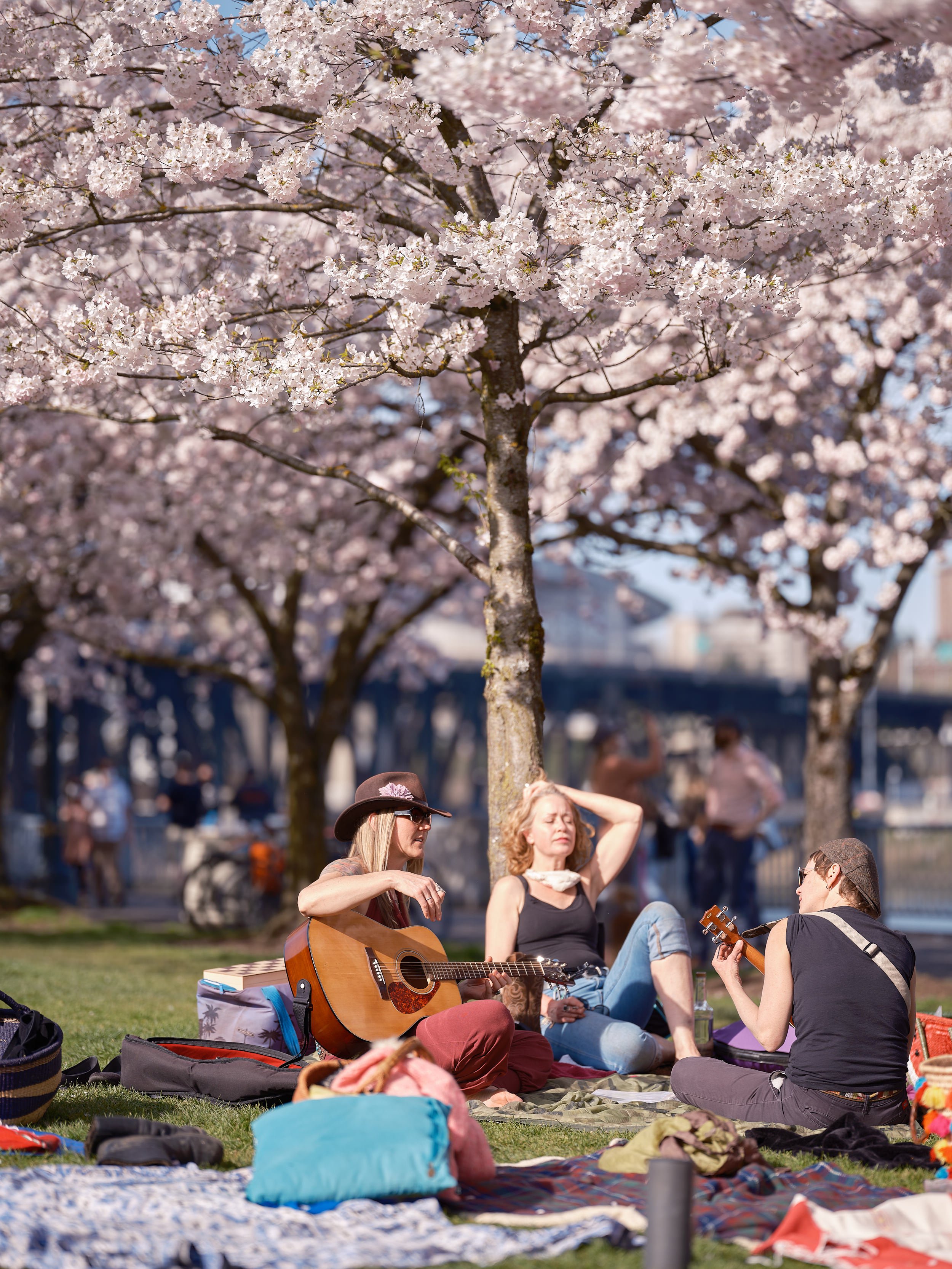 People are enjoying the cherry blossom trees in Portland, Oregon.