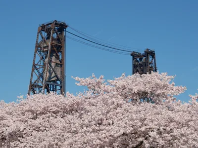 A cloud of delicate cherry blossoms in peak bloom creates a dreamy foreground against the weathered steel towers of Portland's historic Steel Bridge. The industrial lattice work and suspension cables stretch across a crystalline blue sky, while the soft pink petals blur into an impressionistic veil. This juxtaposition captures the essence of Portland's Tom McCall Waterfront Park, where nature's ephemeral beauty meets the city's enduring industrial character along the Willamette River.