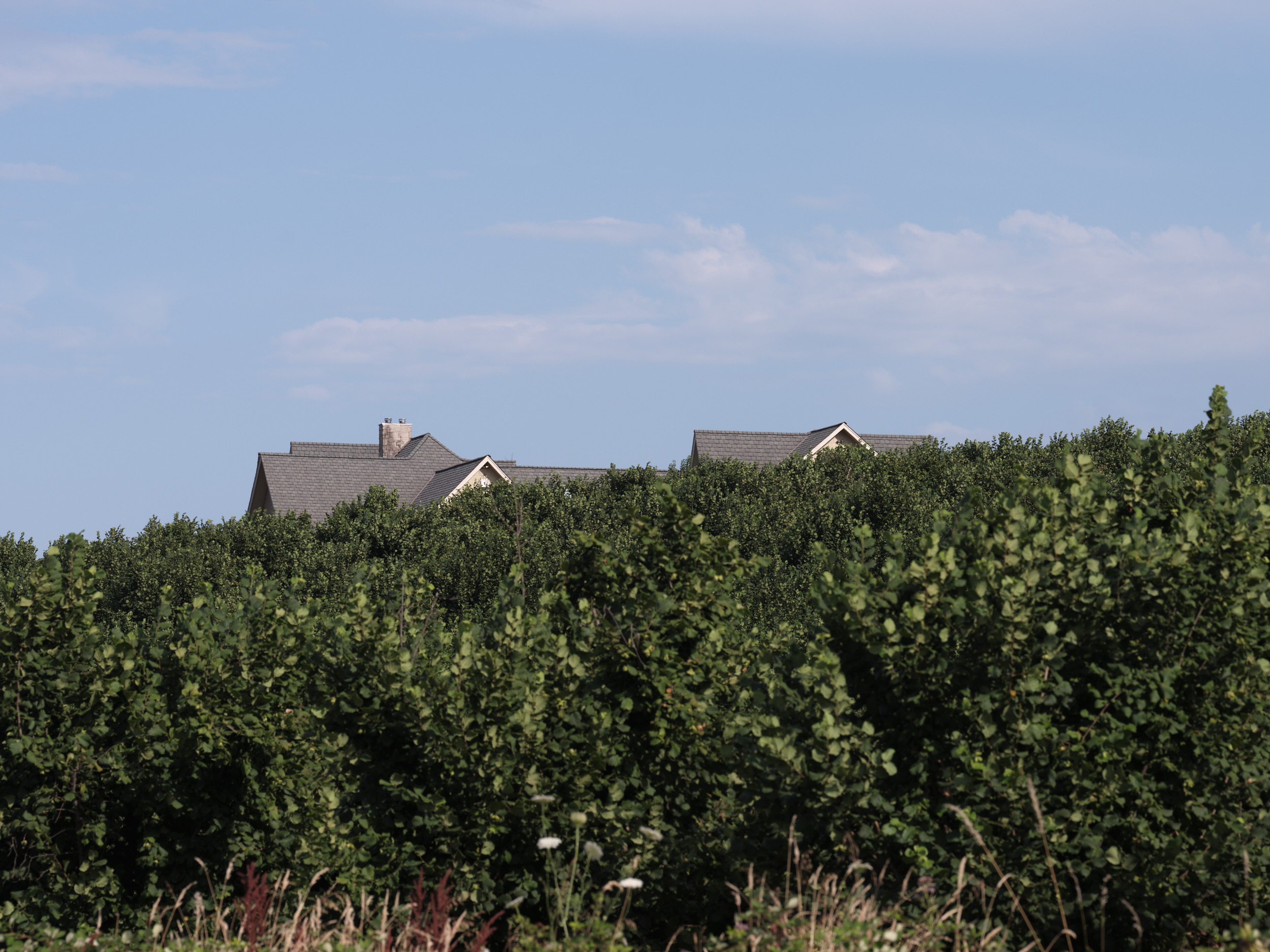 Modern residential homes with gray roofing are partially visible behind lush green grapevines in the foreground, set against a partly cloudy blue sky in Oregon's wine country. The houses sit elevated above the vineyard on Northeast Ribbon Ridge Road in Yamhill County.